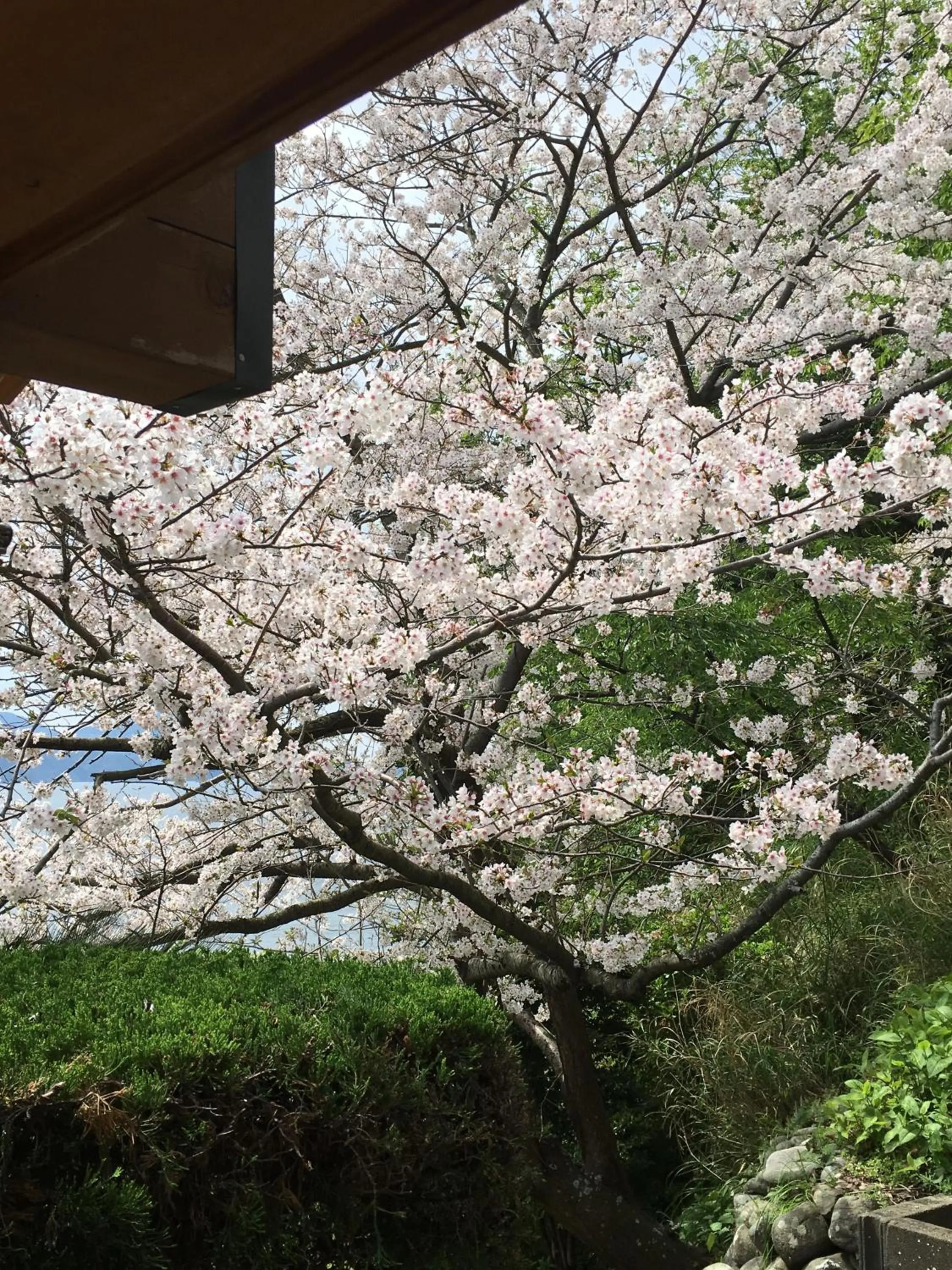Spring in Dogashima Onsen Hotel