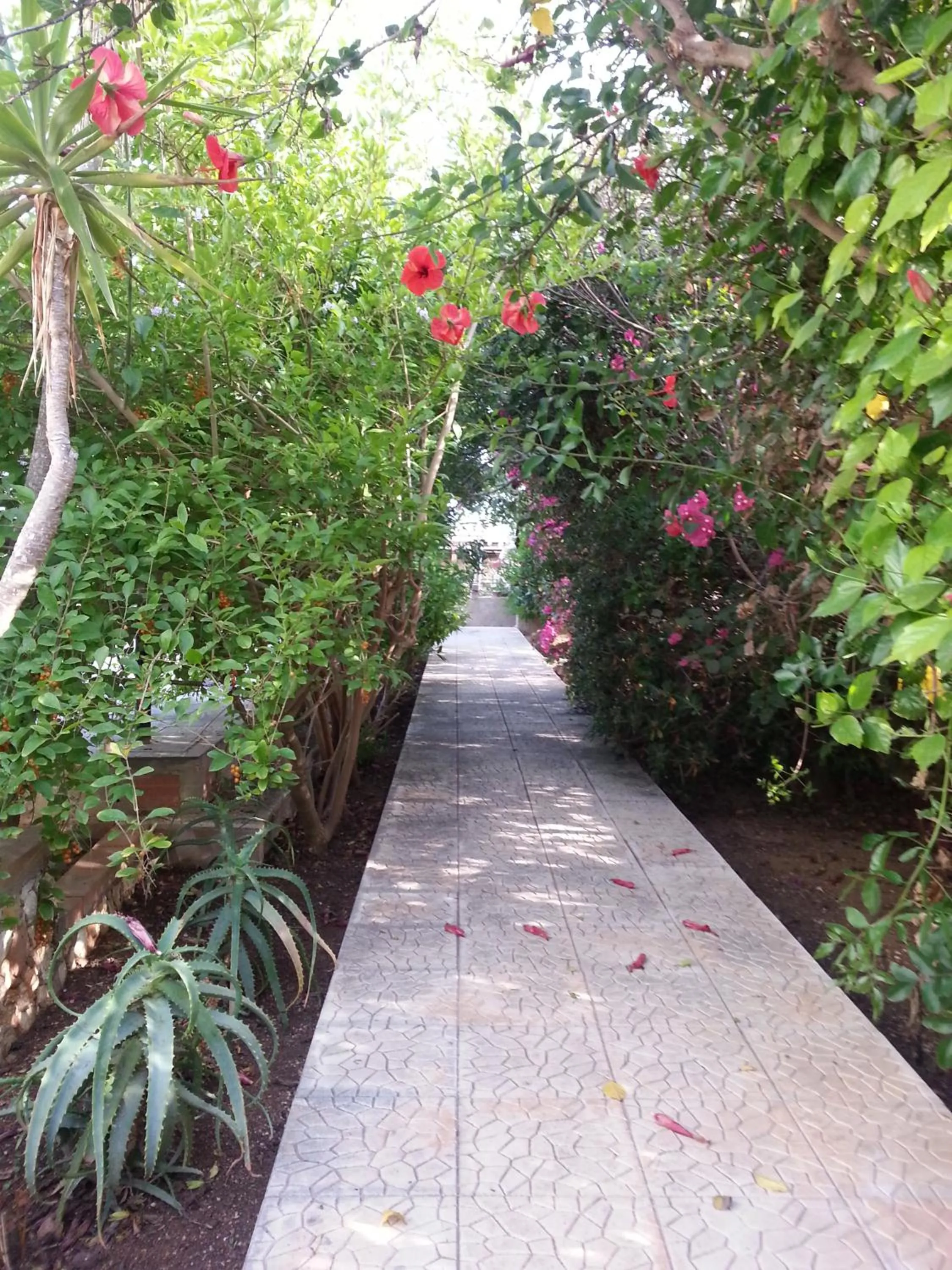 Garden in Residence Agave Lampedusa