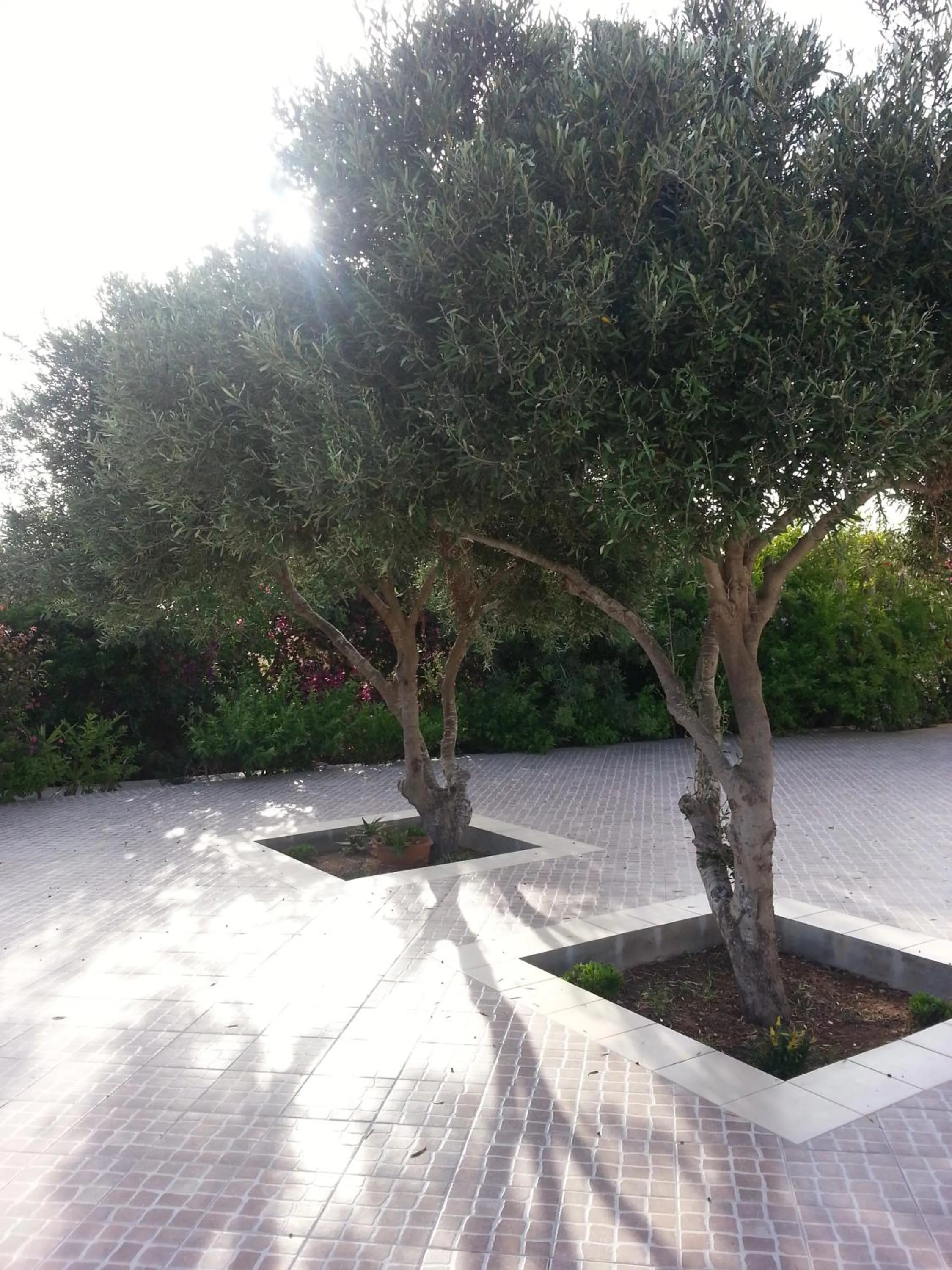 Garden in Residence Agave Lampedusa