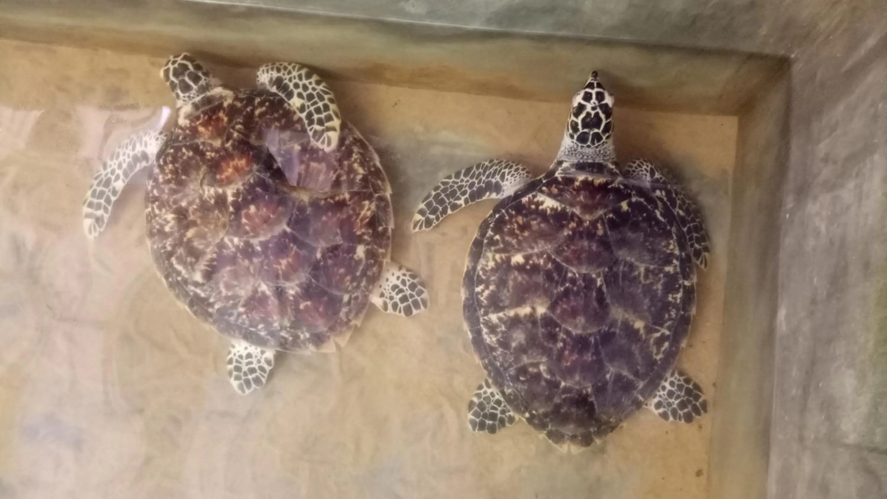 Animals in Mahi Villa