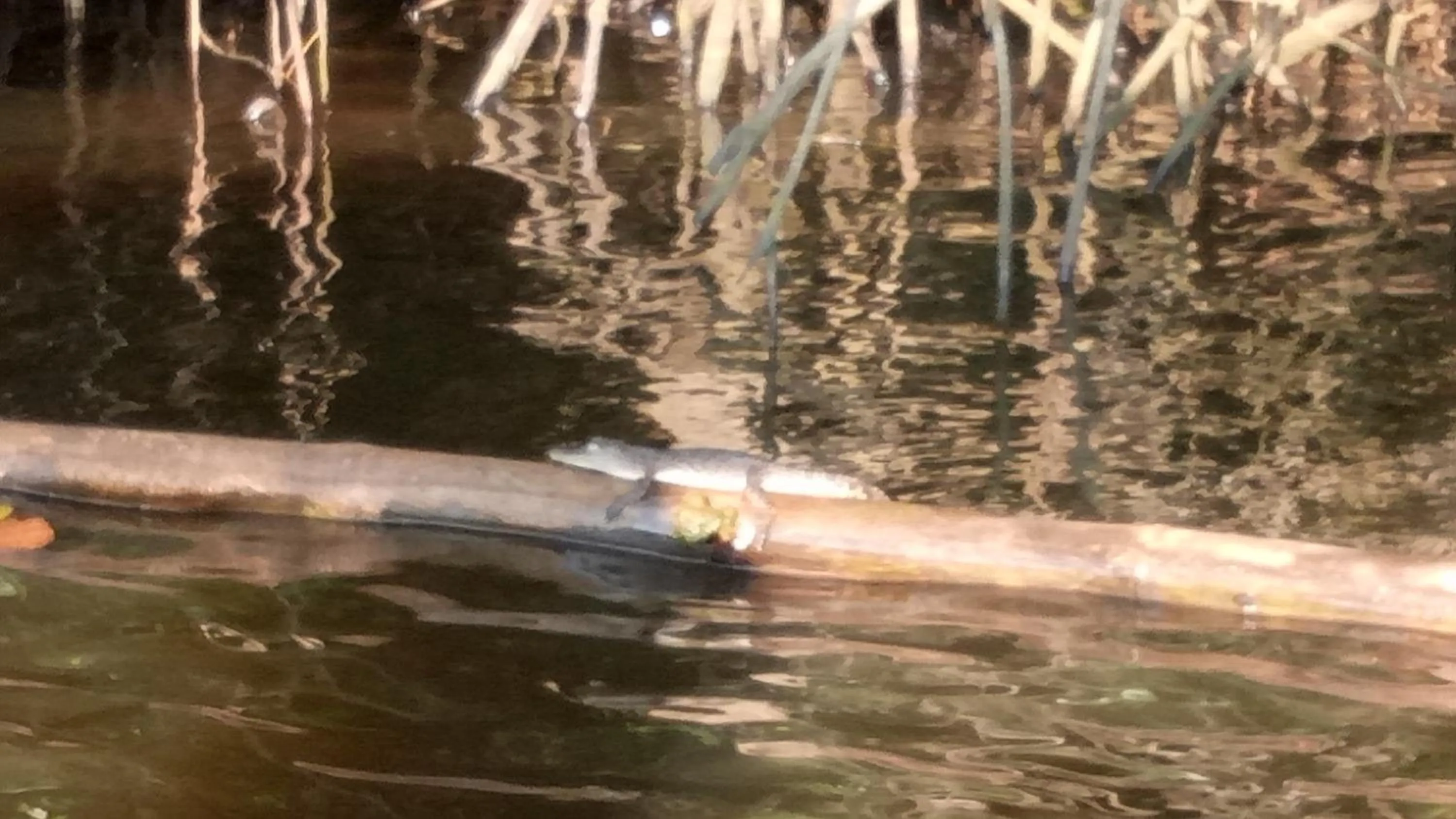 River view in Mahi Villa