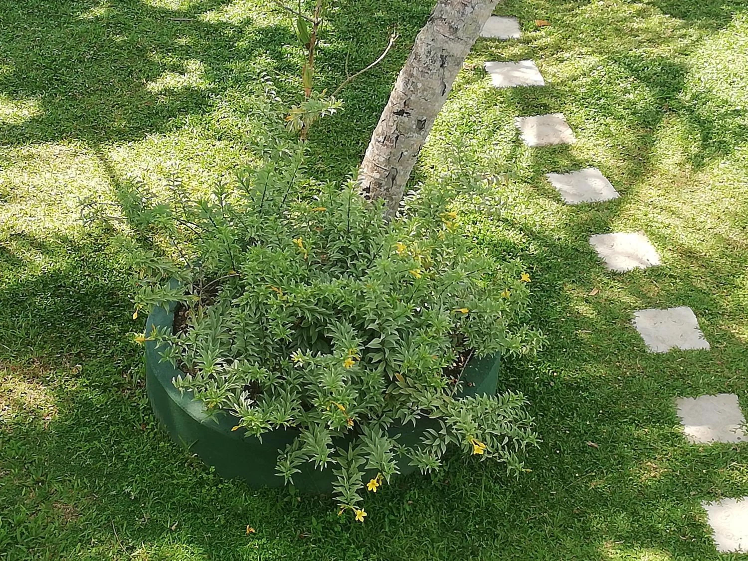 Garden view in Mahi Villa