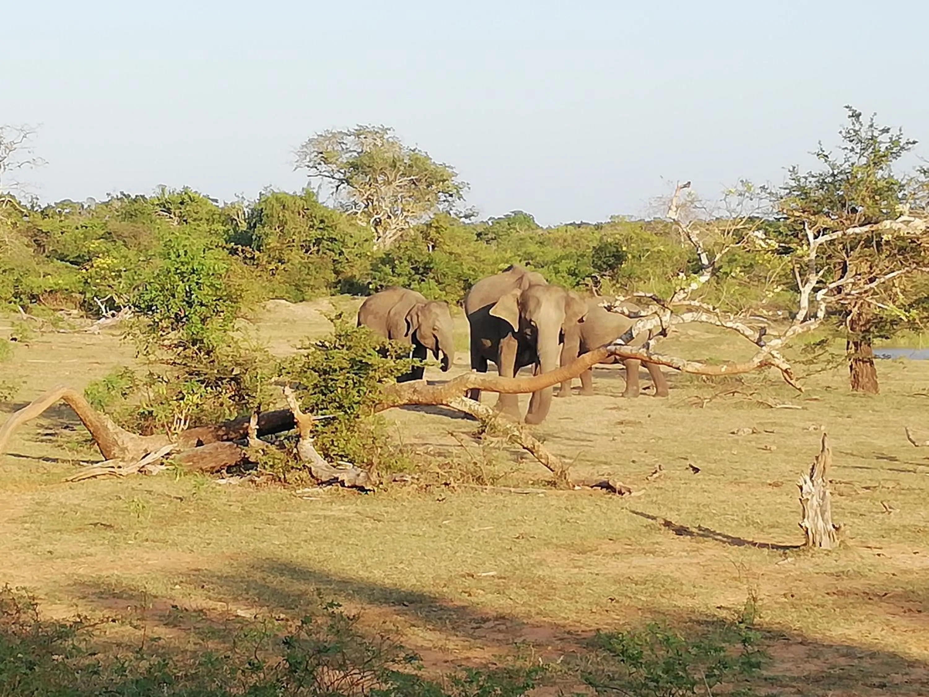 Animals in Mahi Villa