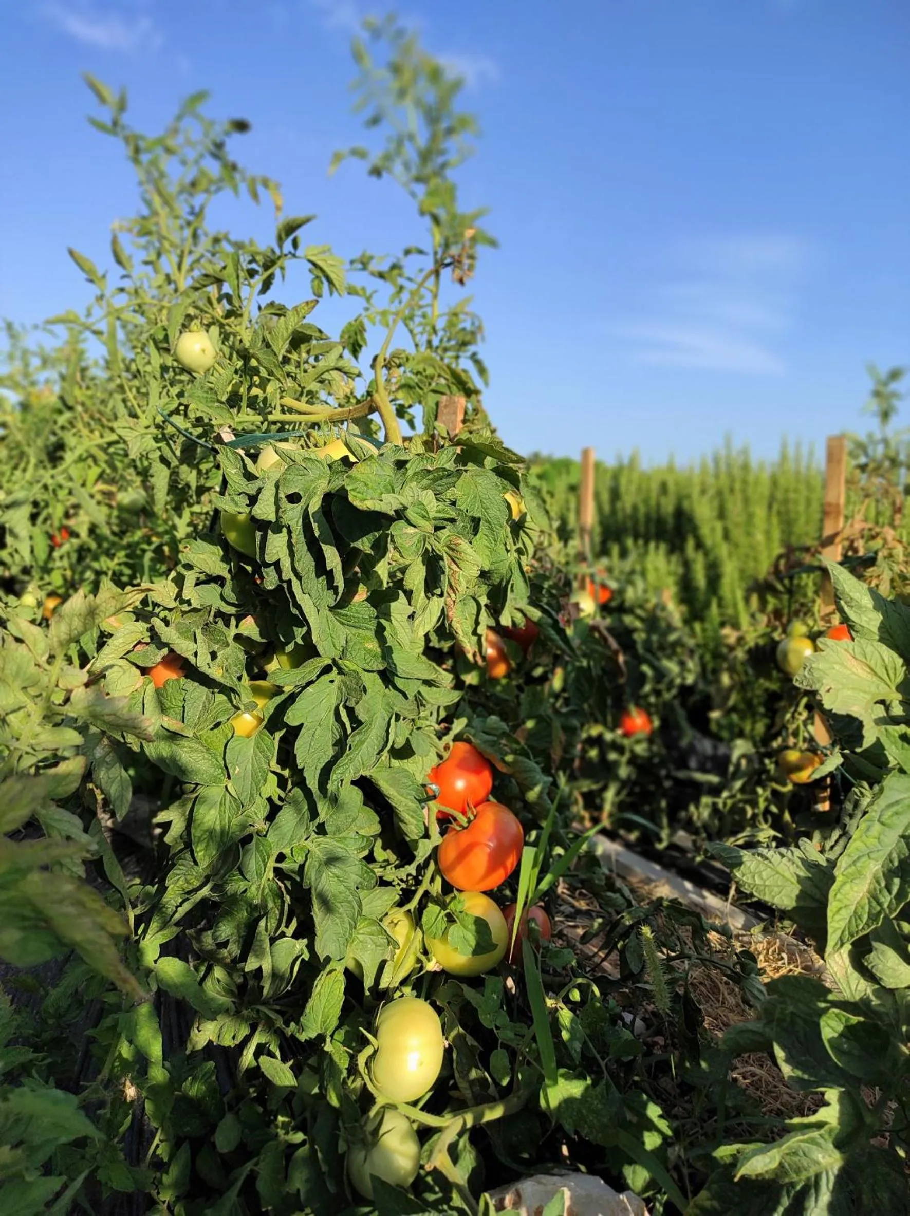 Apartments Barisic Hrvatskih Žrtava 404 Seget Vranjica