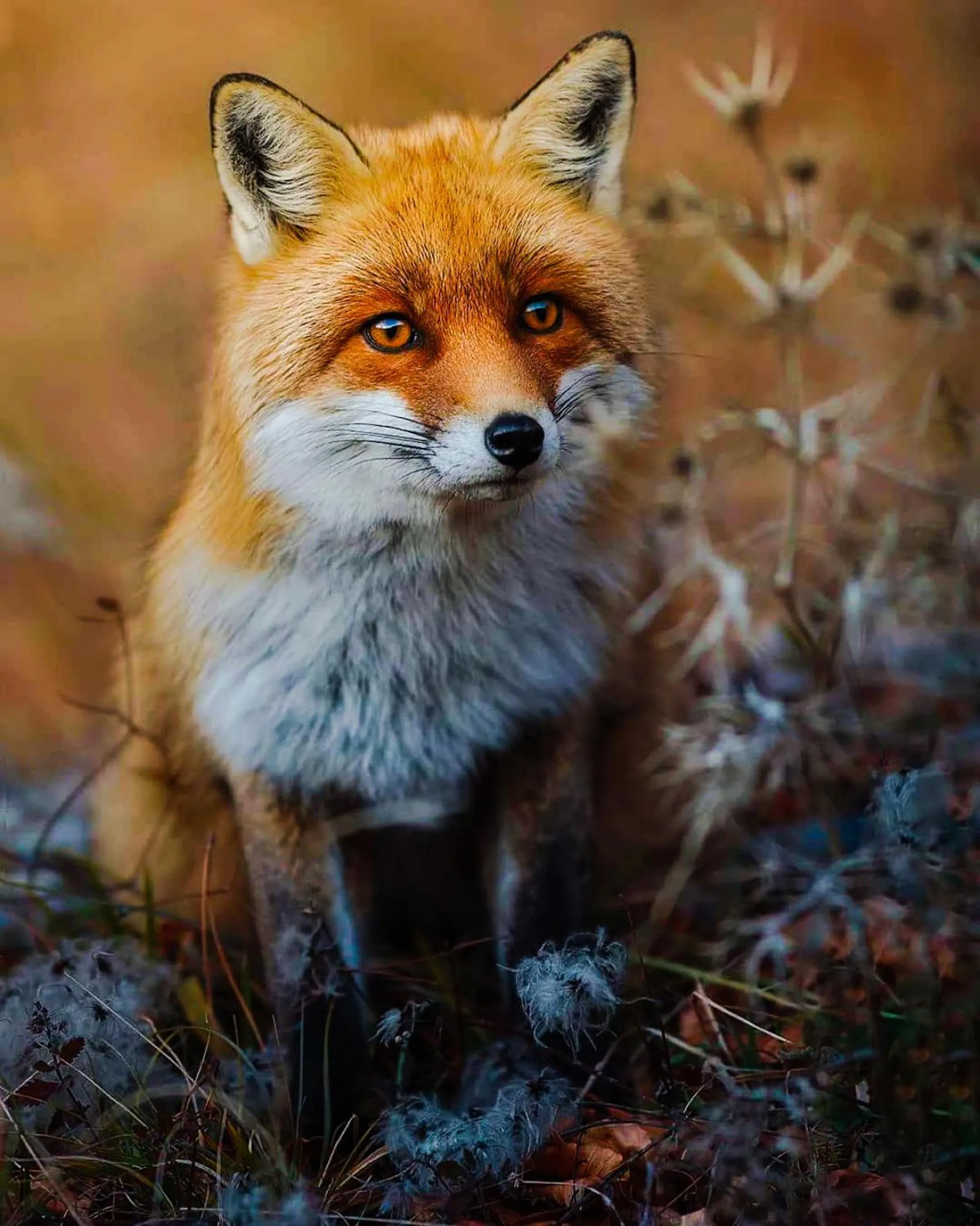 Nearby landmark in HOTEL HOLIDAYS a Barrea - Natura, Relax e Benessere nel Parco d'Abruzzo