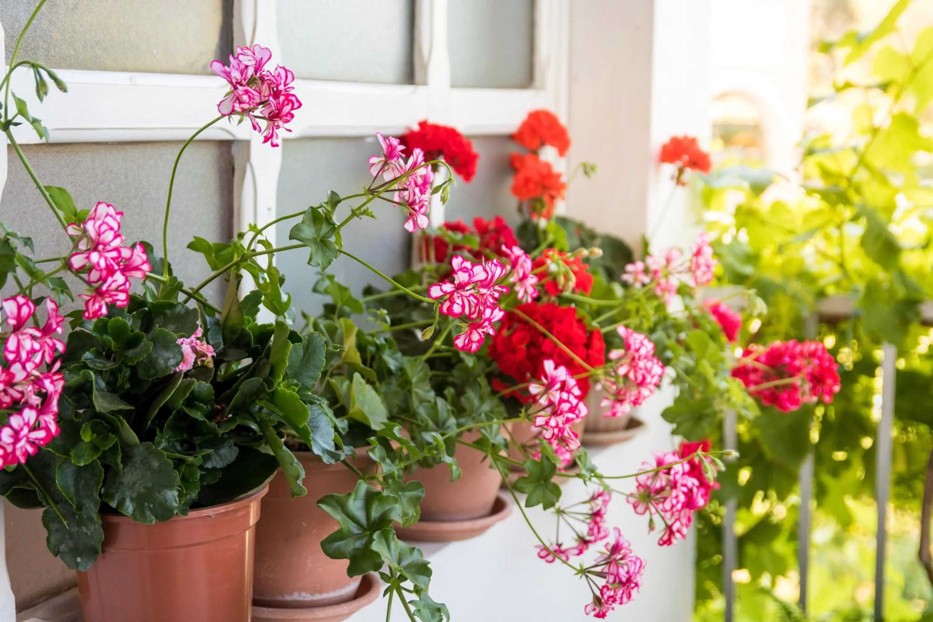 Decorative detail in Pansion Lovac
