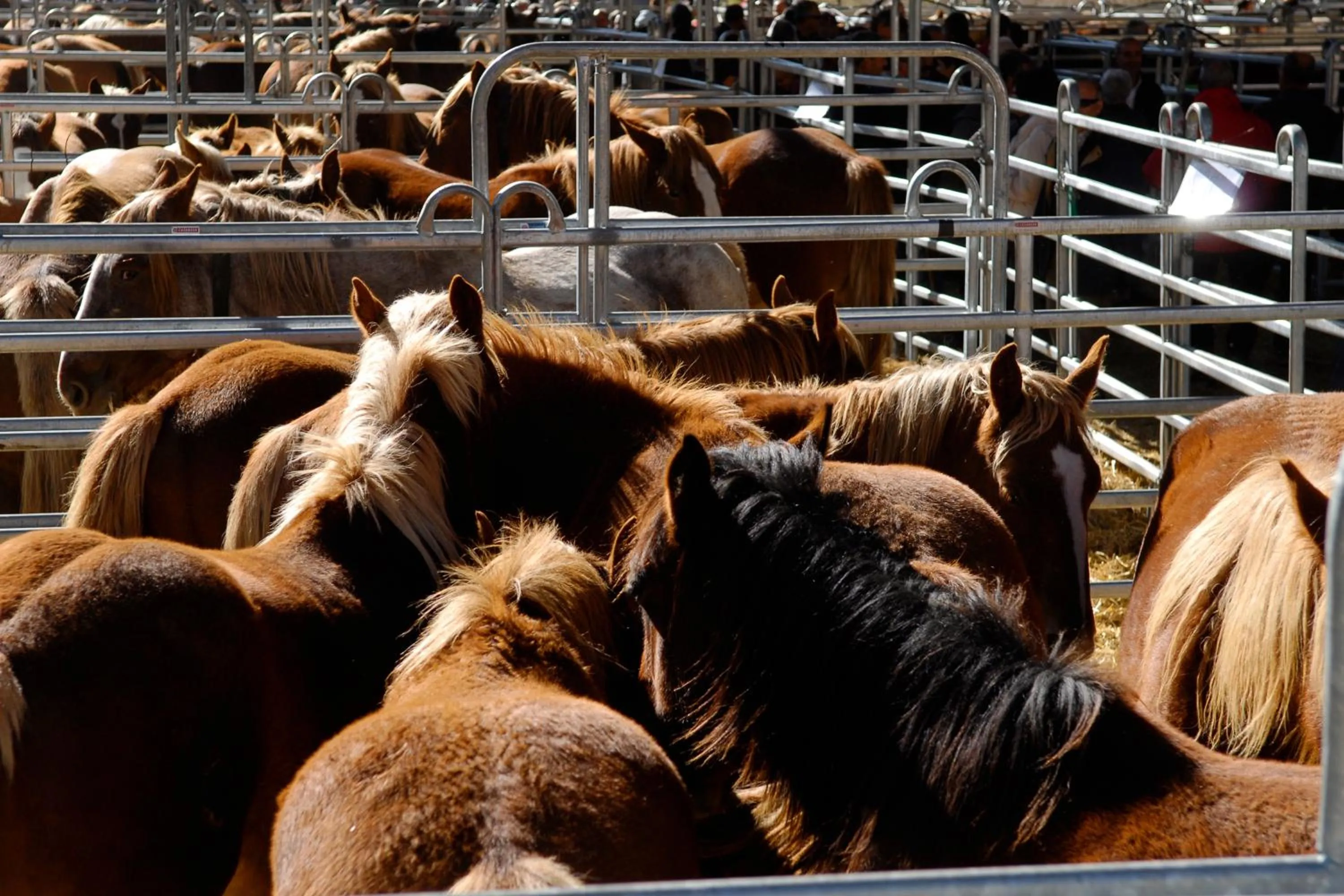 Animals in Hotel Vall d´Aneu