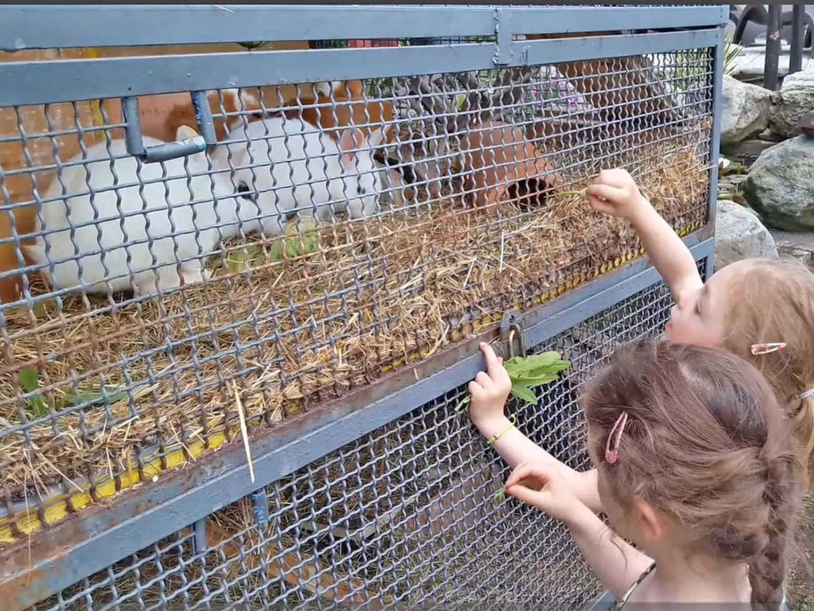 Animals in Barolo