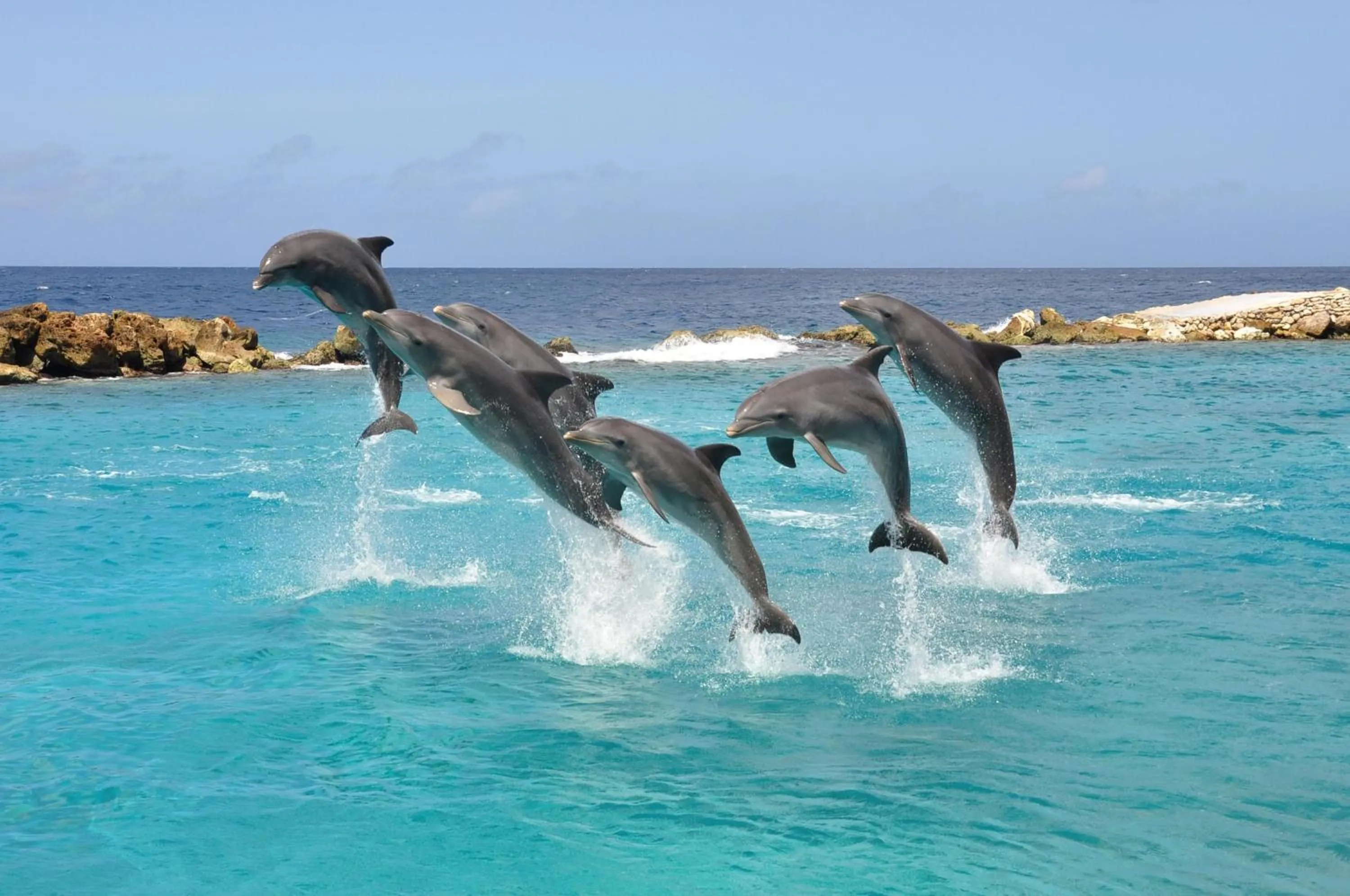 Area and facilities in Dolphin Suites & Wellness Curacao