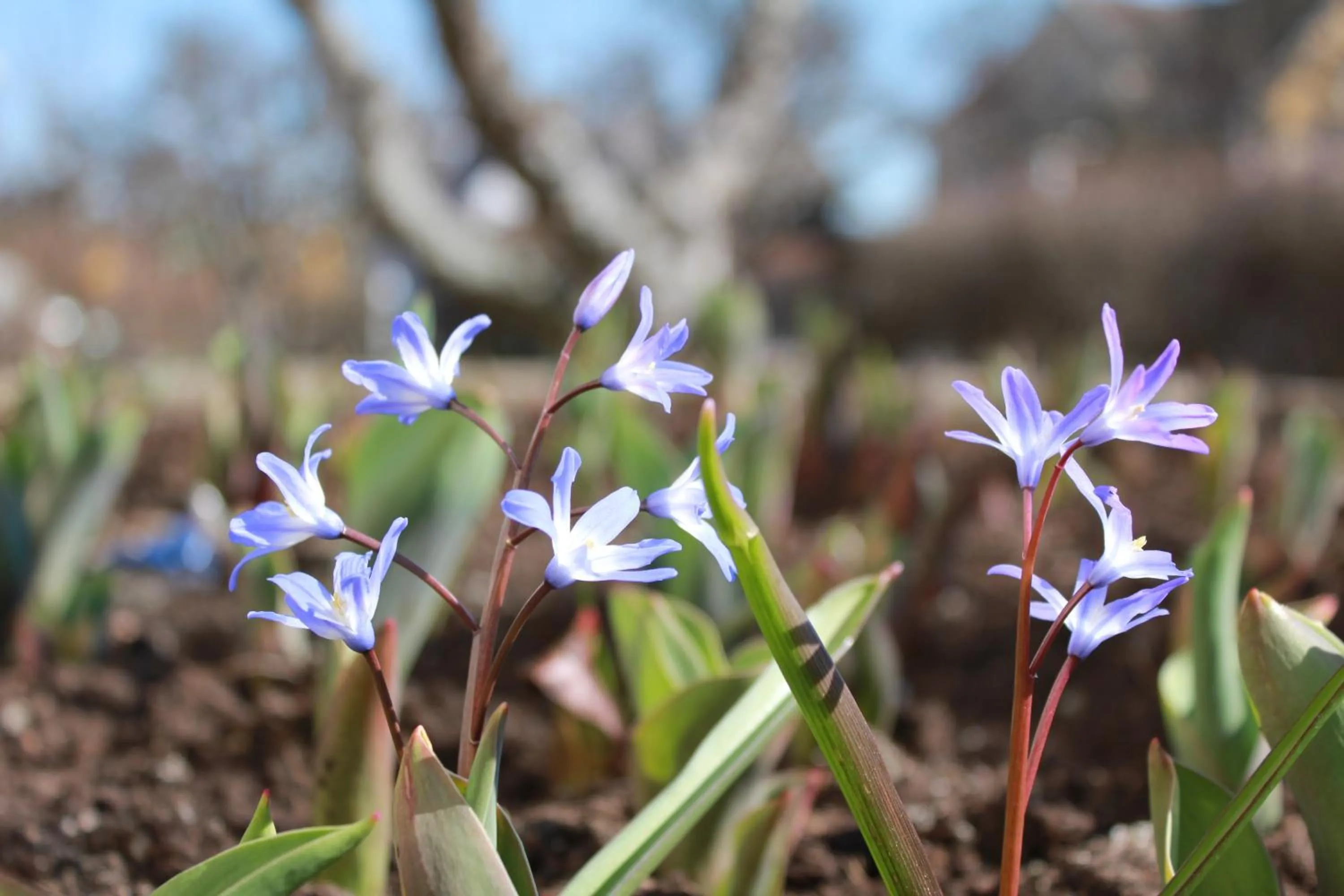 Garden in Villa Ingrid