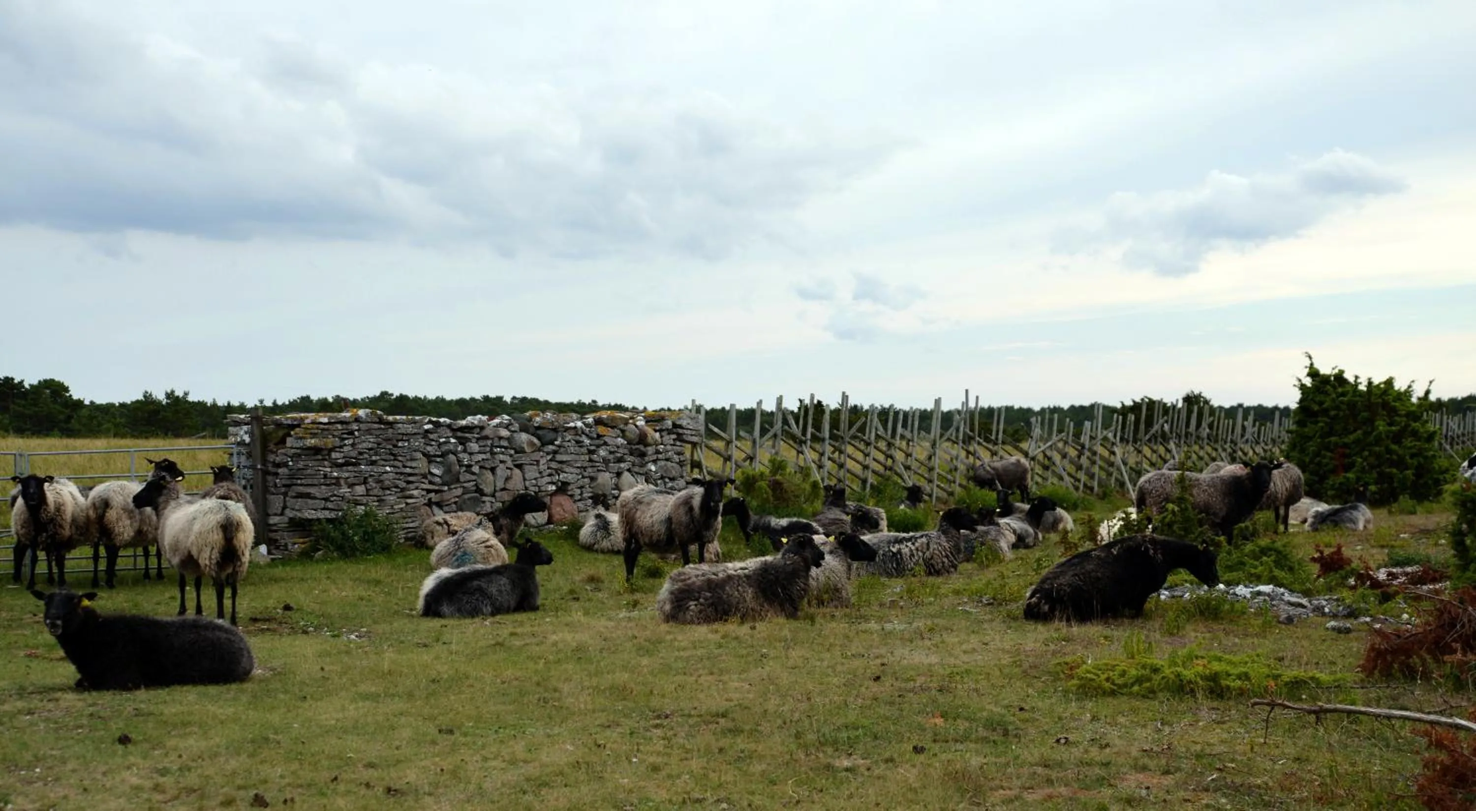 Animals in Snäck Annex