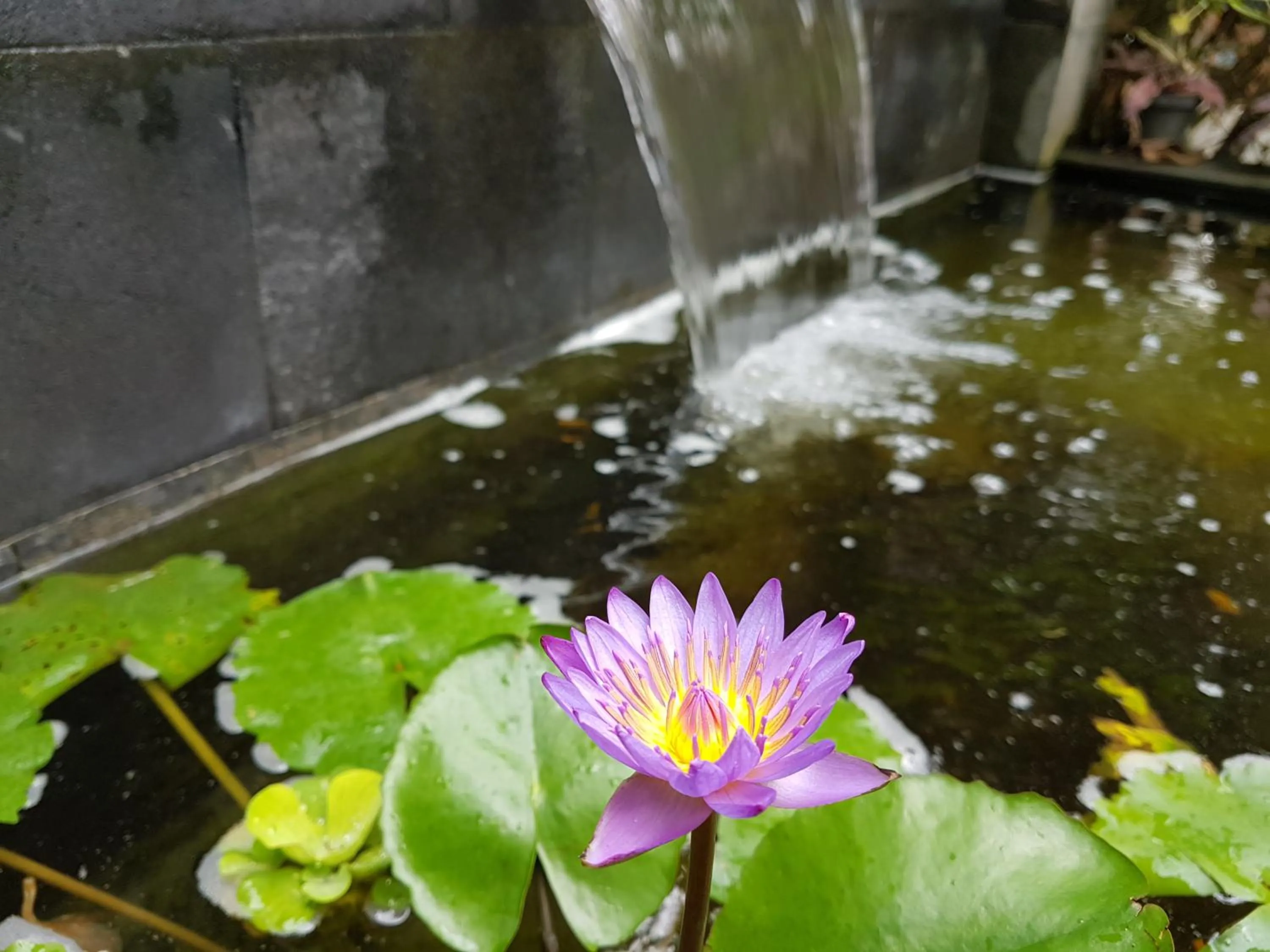 Garden view in Omah Konco Yogyakarta