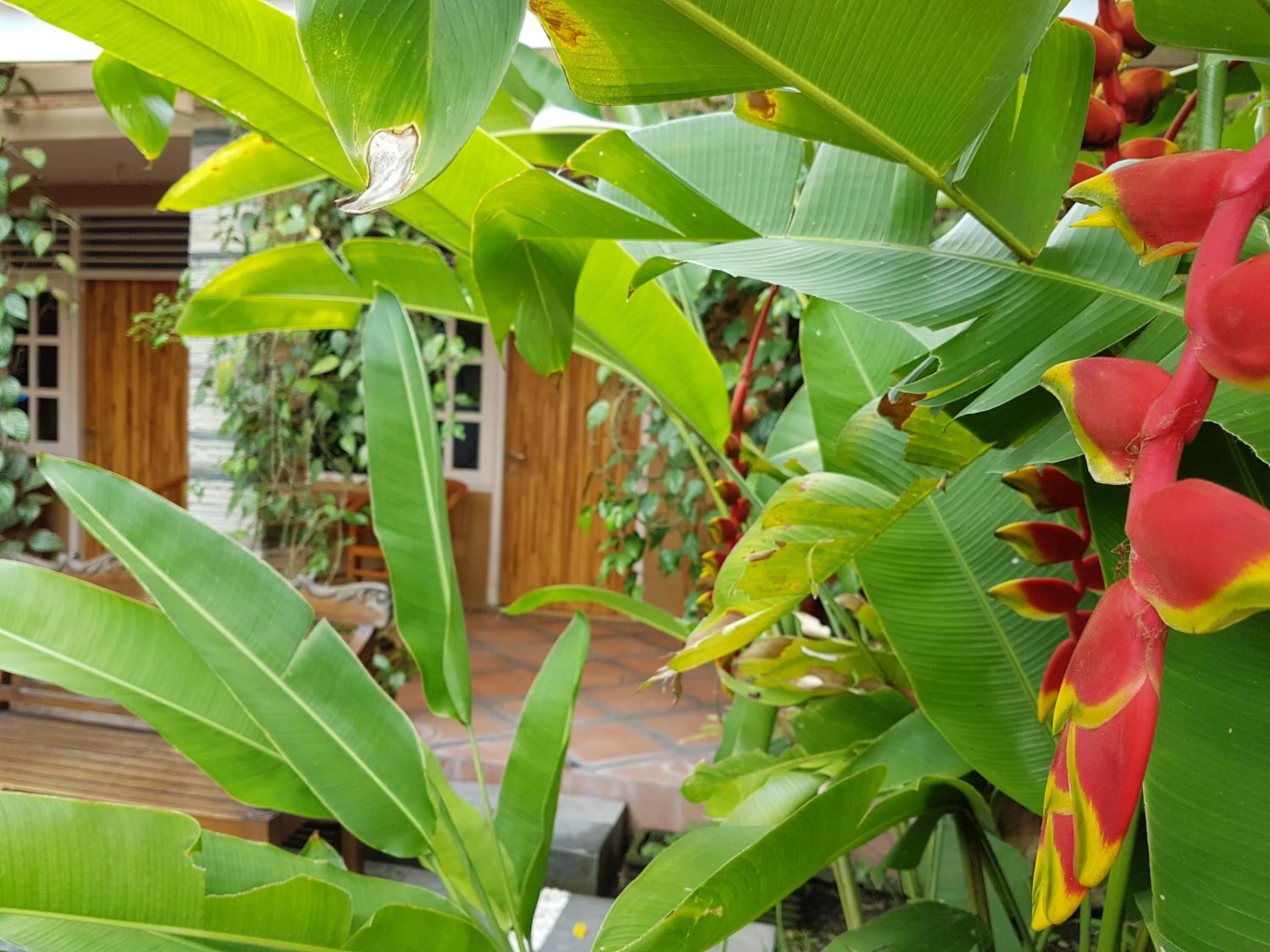 Garden in Omah Konco Yogyakarta