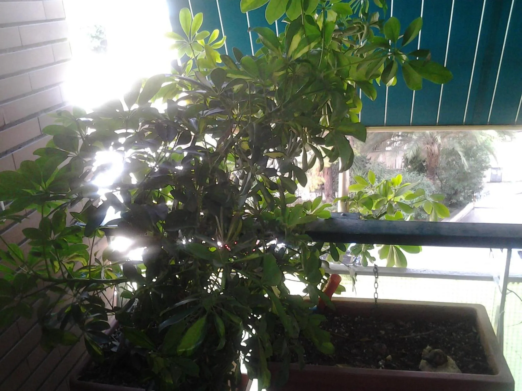 Balcony/Terrace in Olimpica Relais guest house