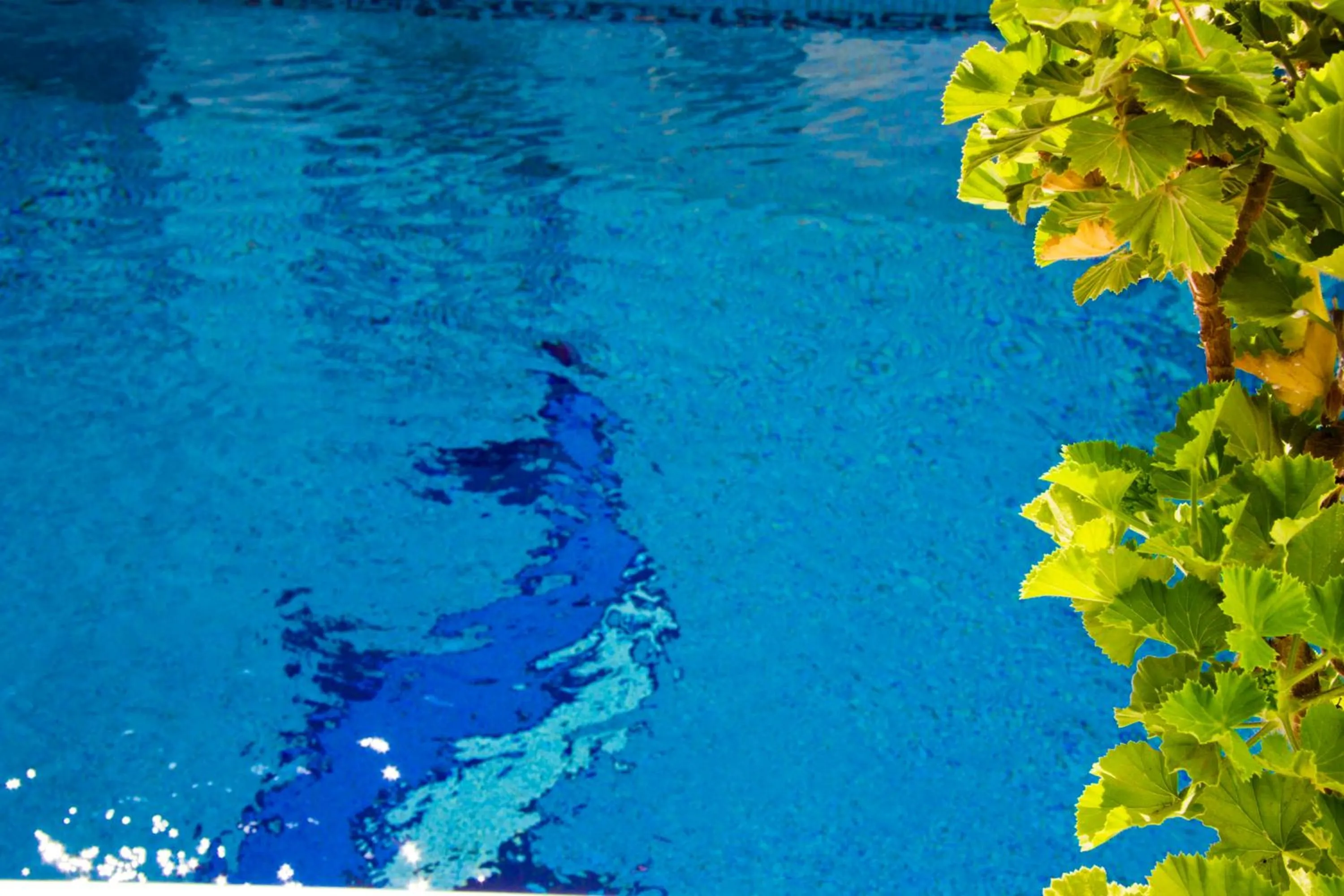 Swimming pool in Hotel Leta