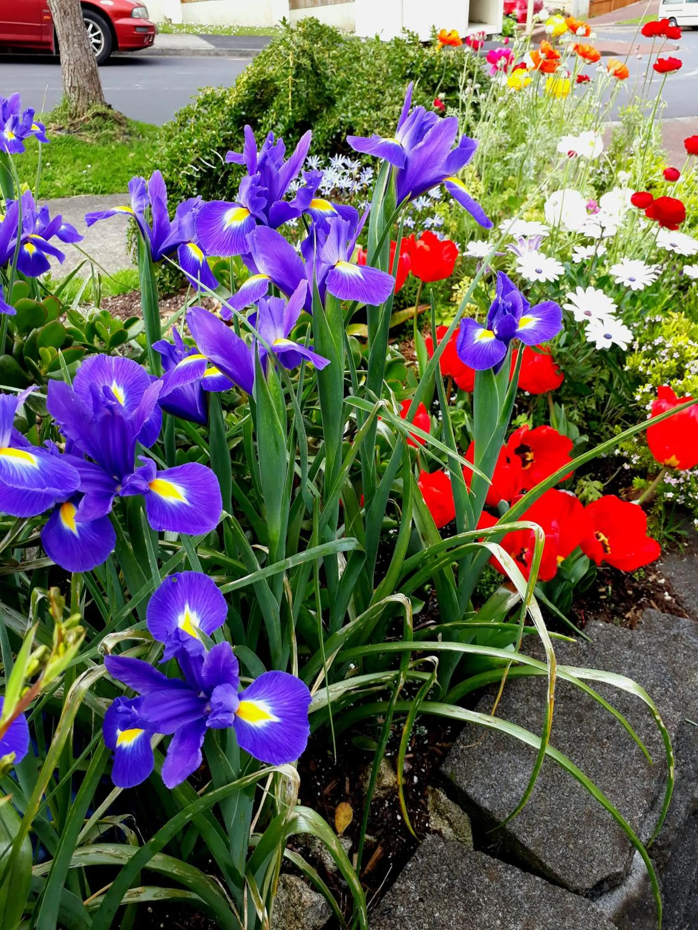 Spring in Lush & Co Auckland Bed & Breakfast