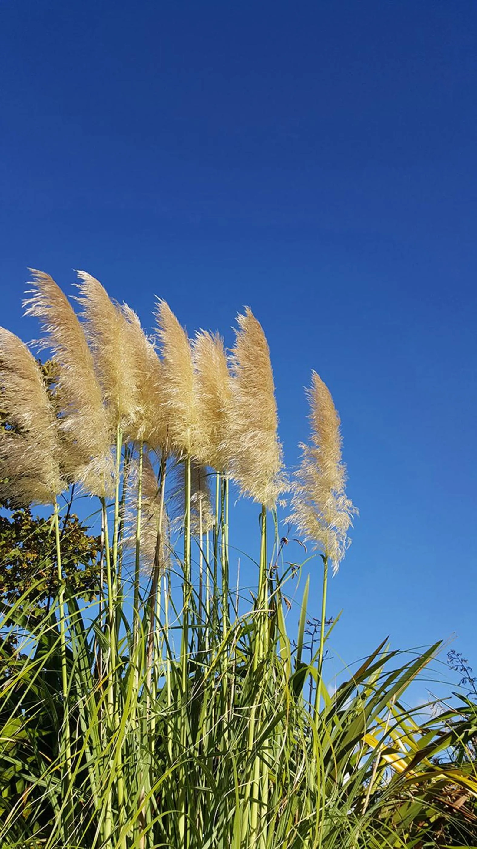 Off site in Lush & Co Auckland Bed & Breakfast