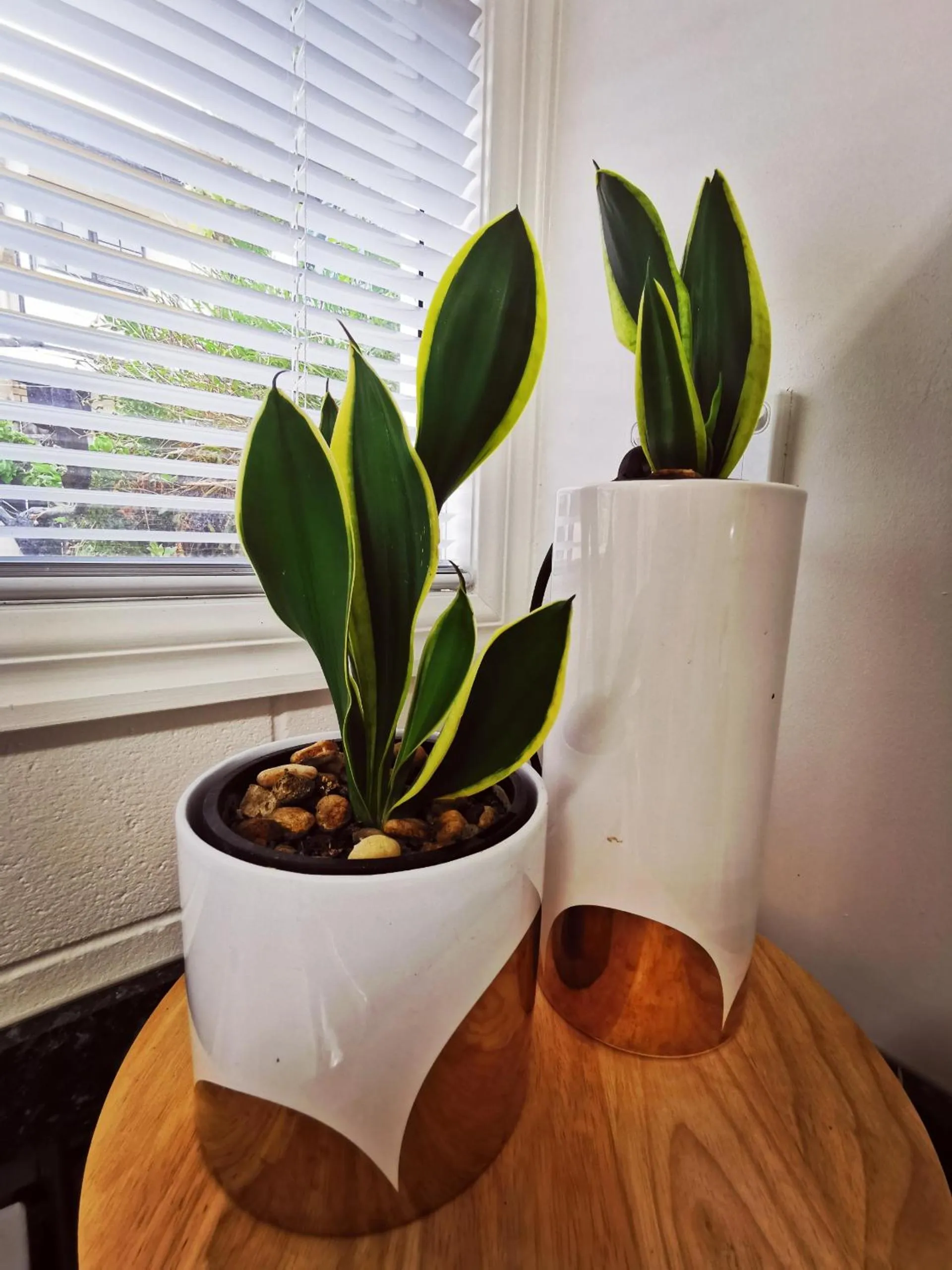 Lush & Co Auckland Bed & Breakfast