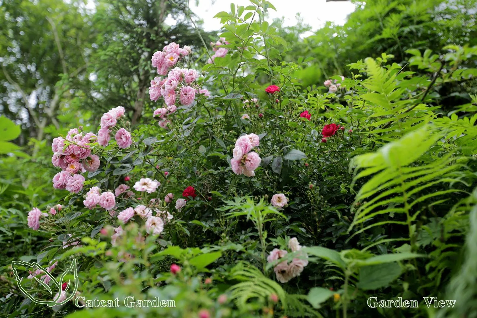 Garden in Catcat Garden House