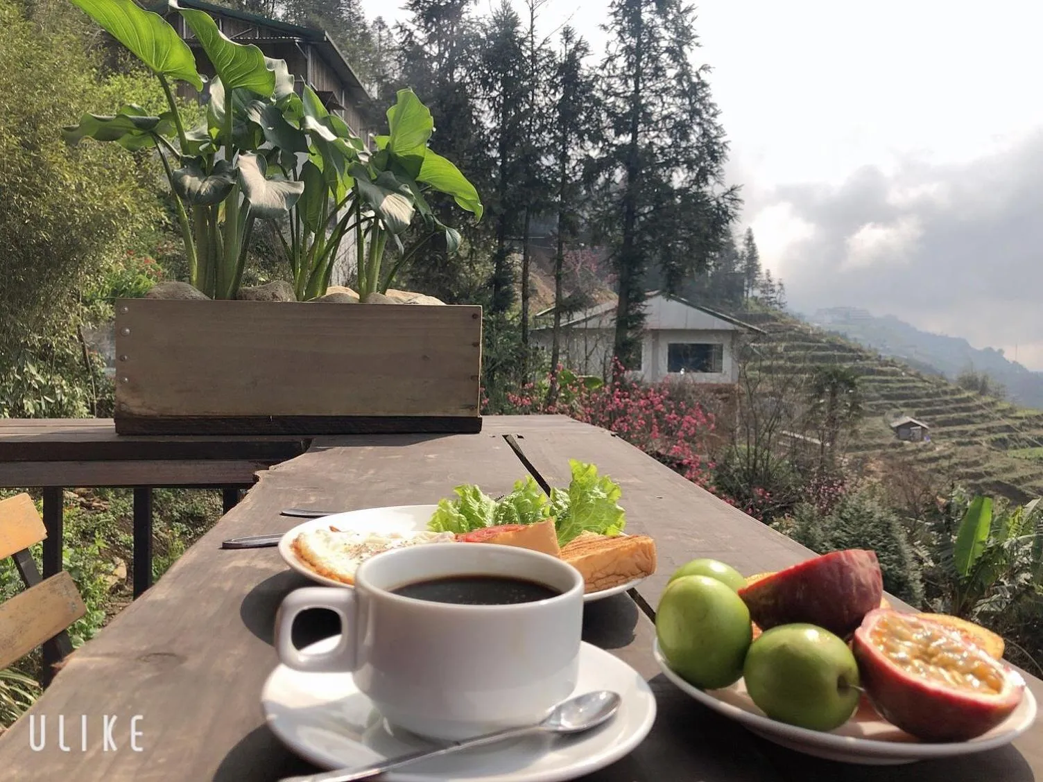 Breakfast in Catcat Garden House