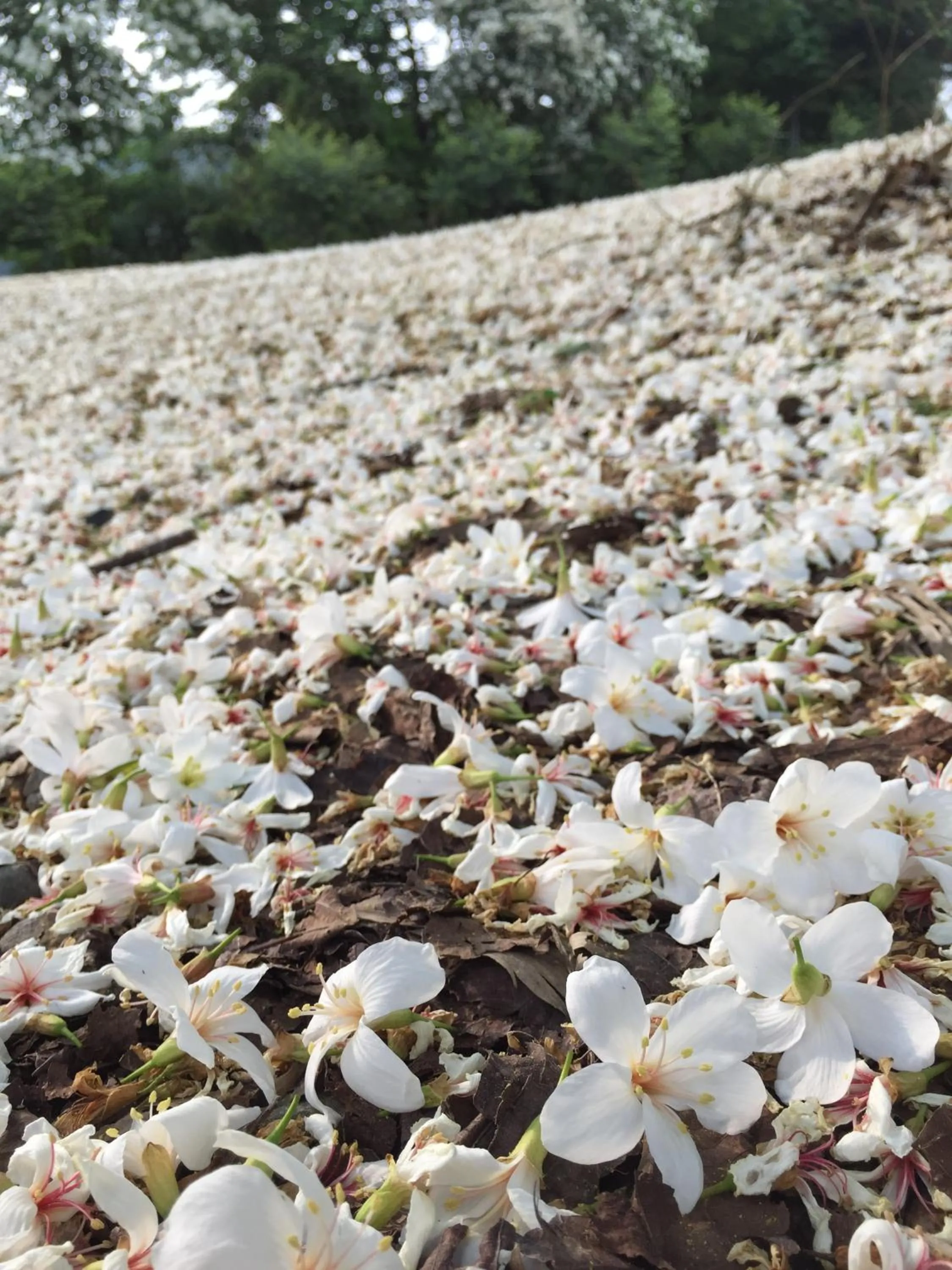 Spring in NCNU Campus Inn暨大行旅