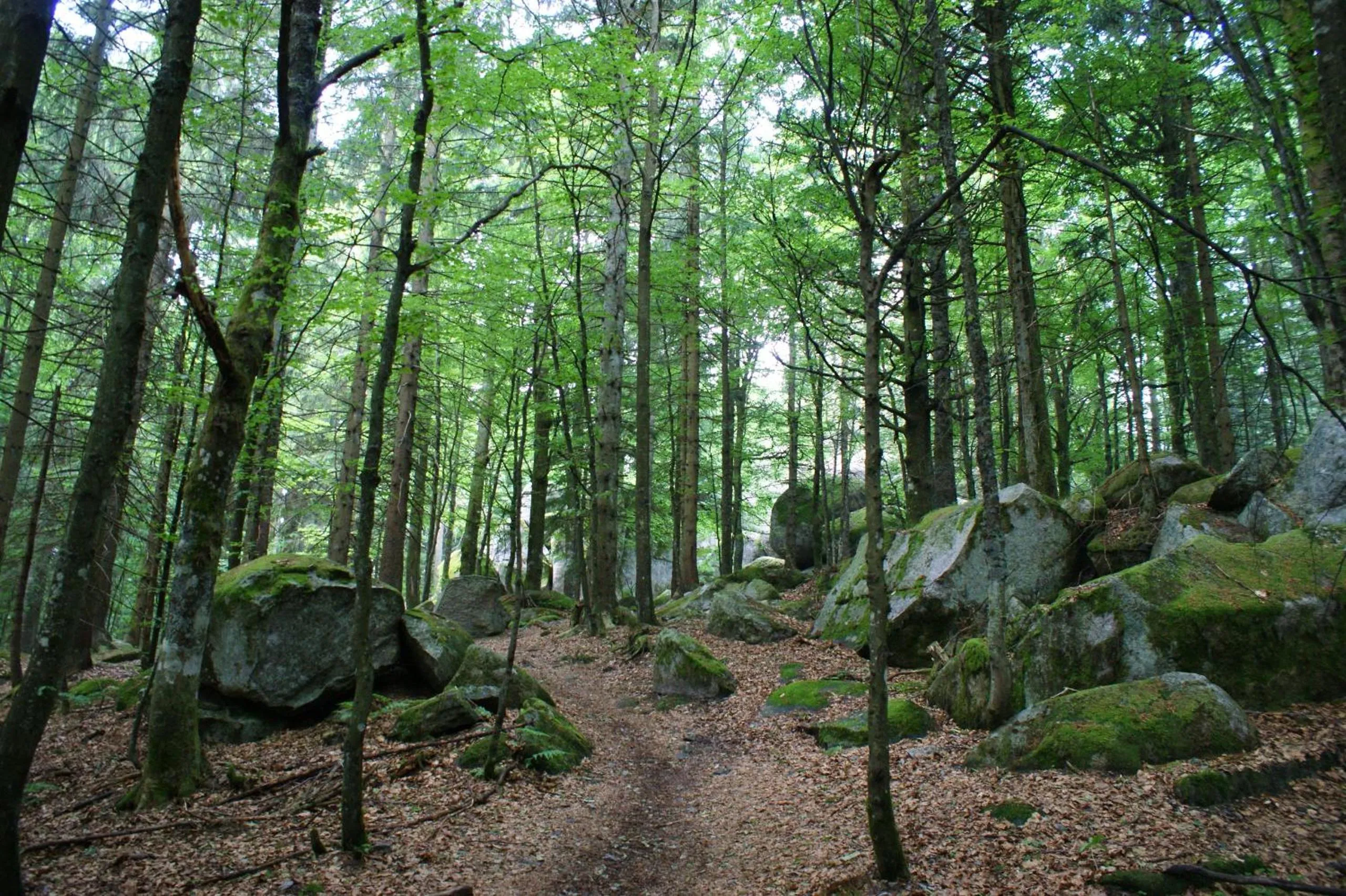 Off site in Höhengasthaus Kolmenhof an der Donauquelle