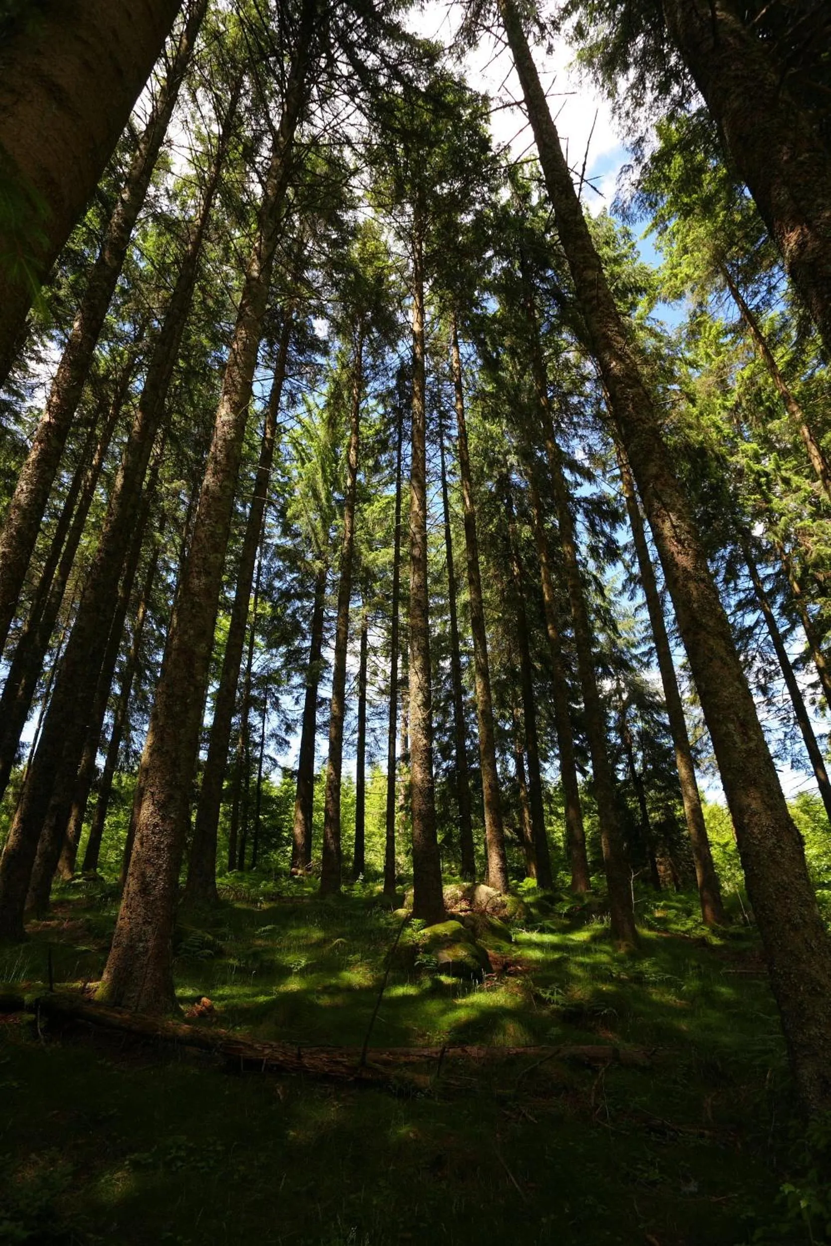 Area and facilities in Höhengasthaus Kolmenhof an der Donauquelle