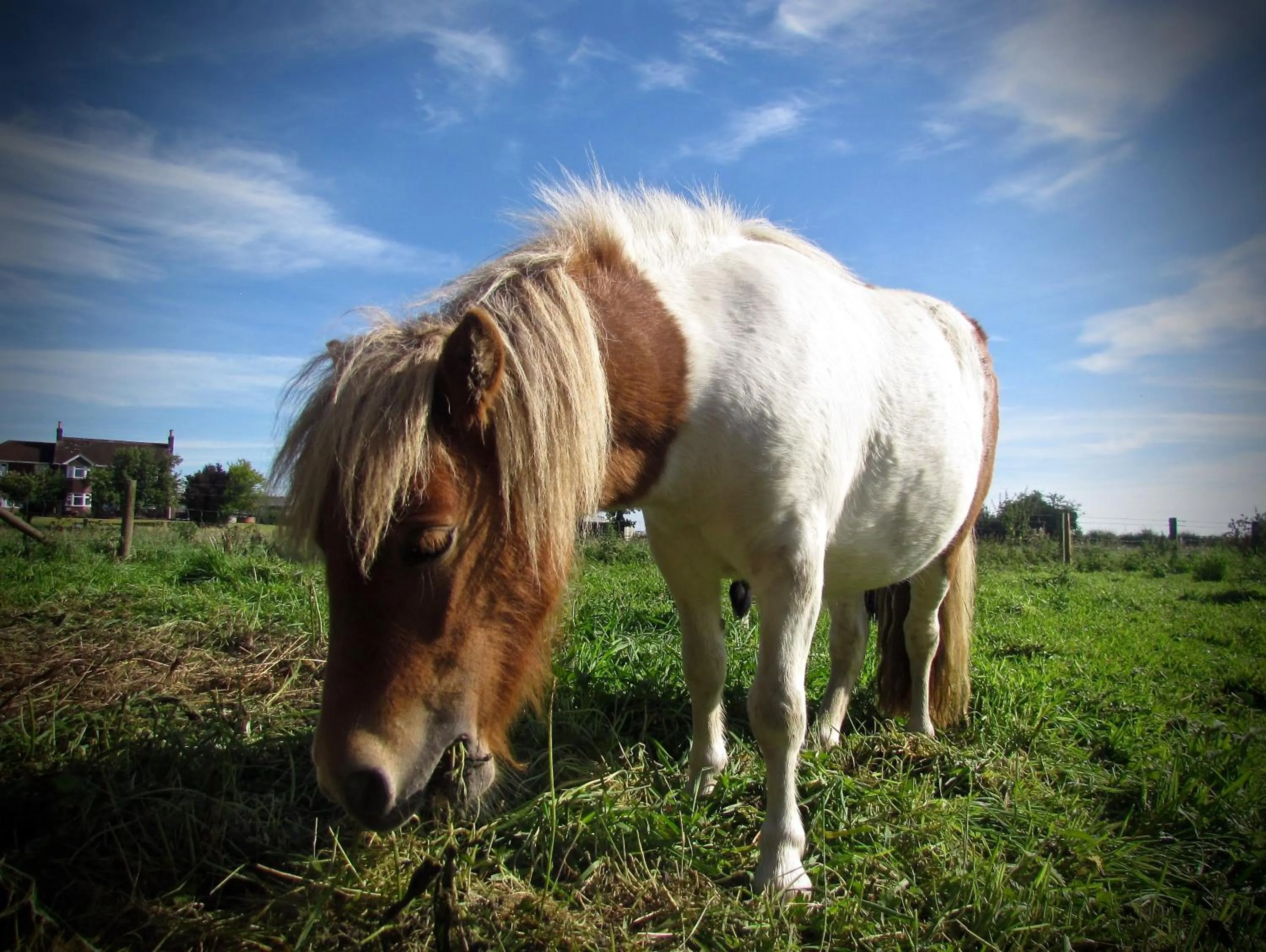 Pets in The Moorhead Bed & Breakfast