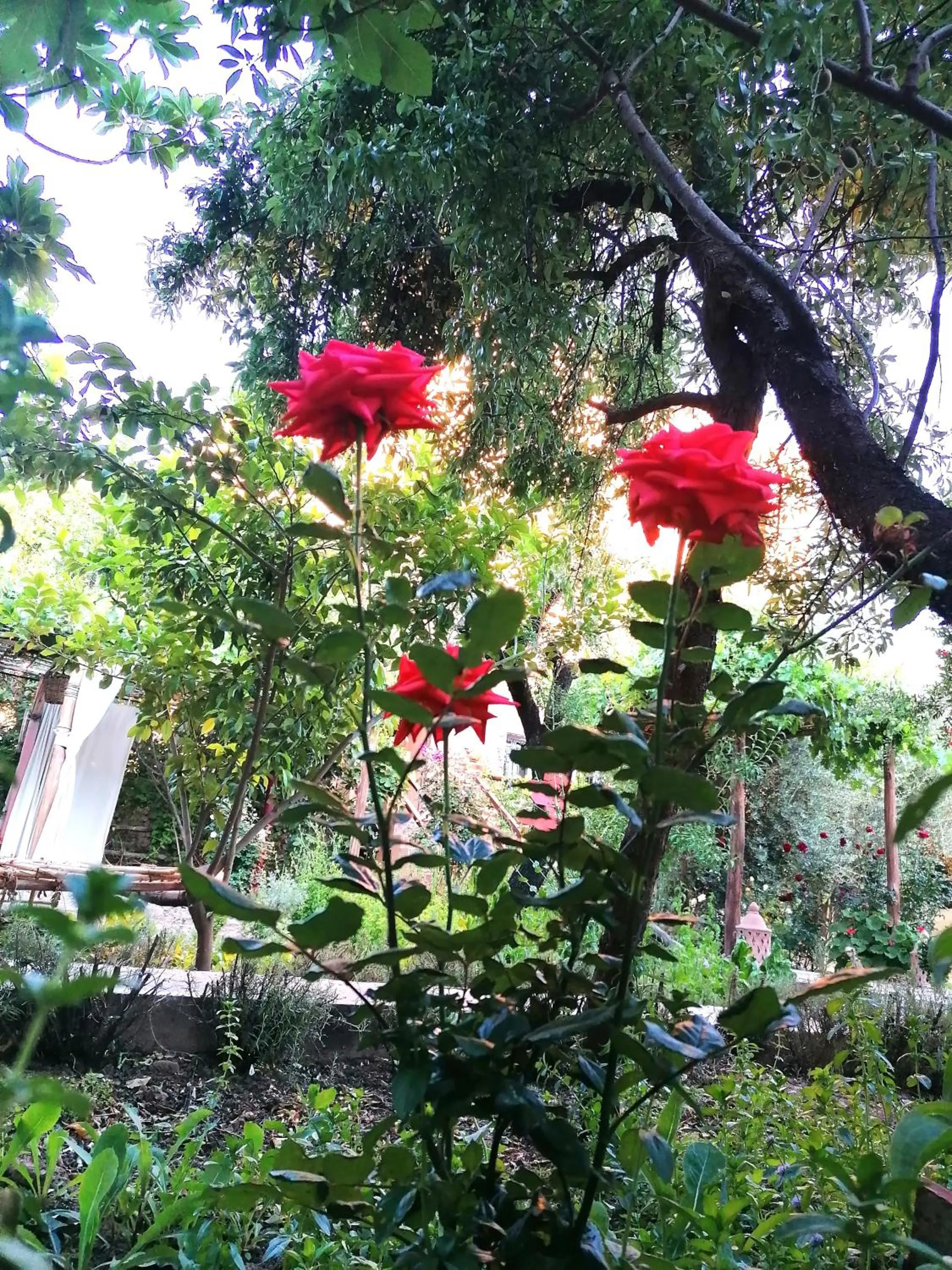 Activities in Riad Tazawa