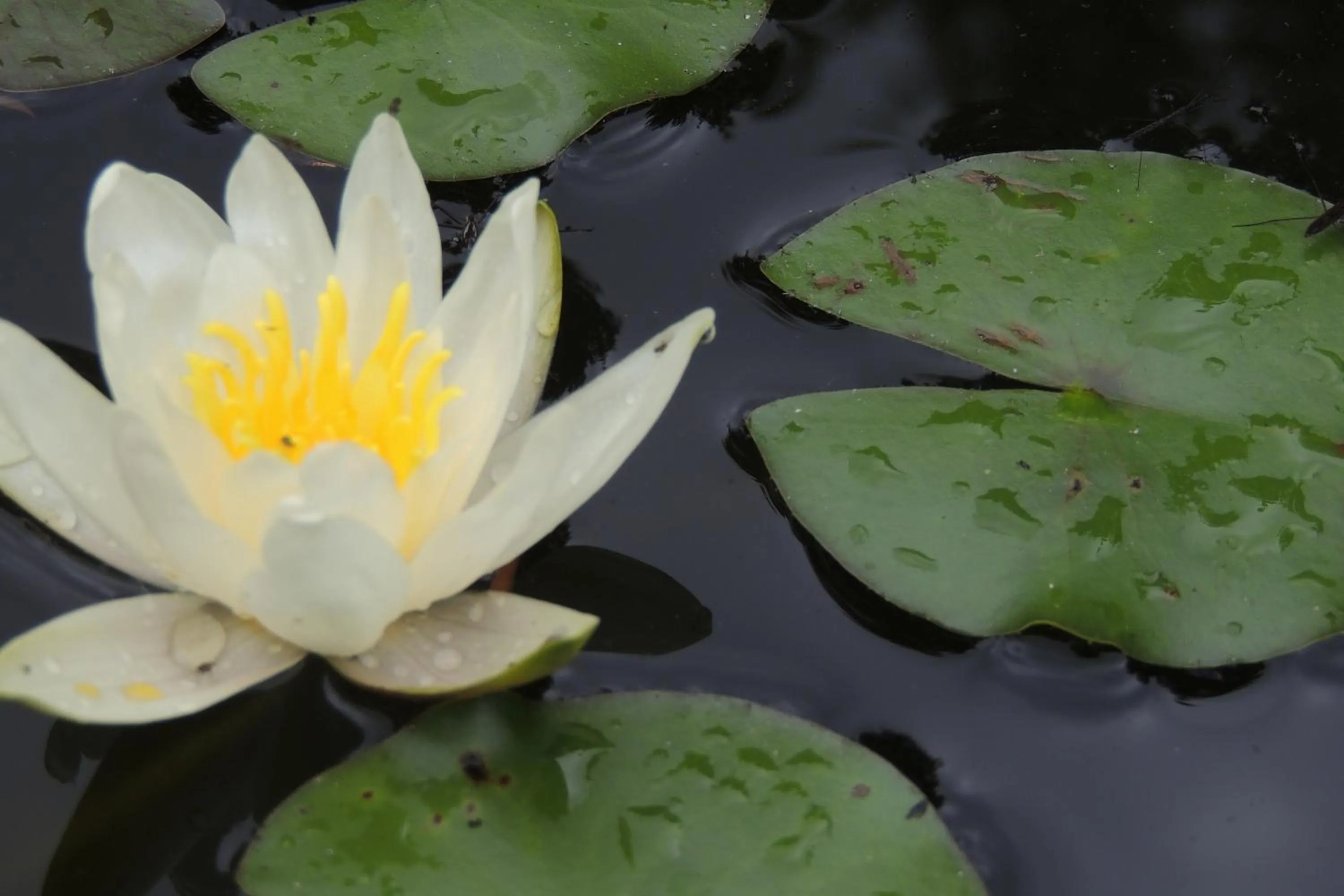 Garden view in Domaine De Meigne