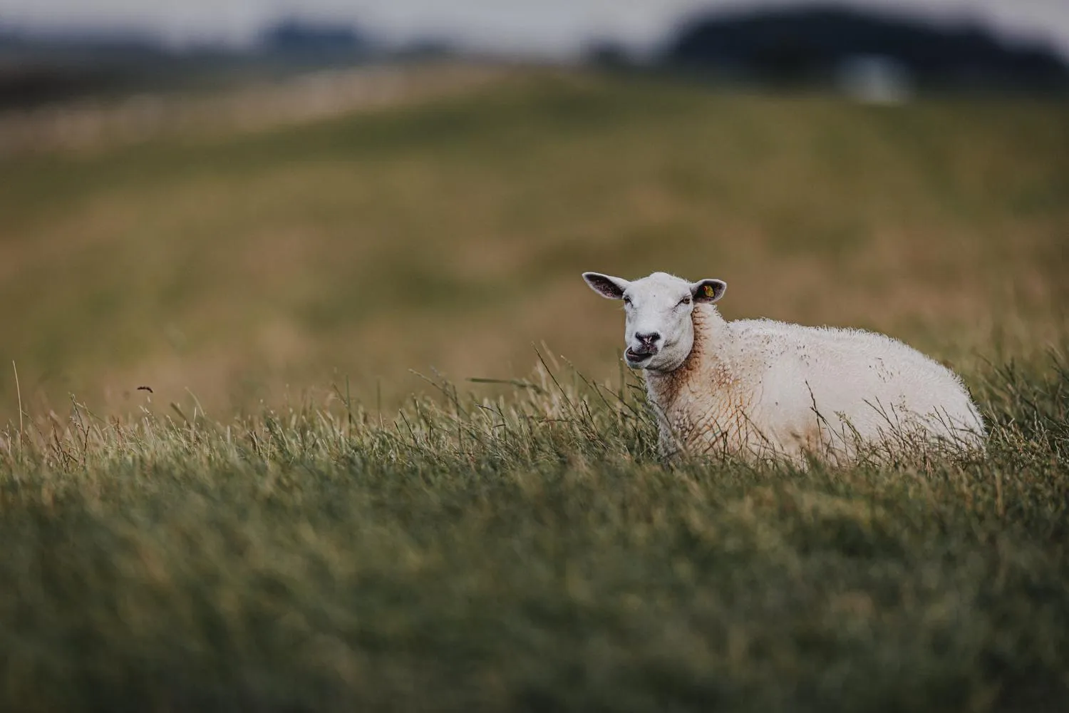 Natural landscape in Hotel Graf Bentinck