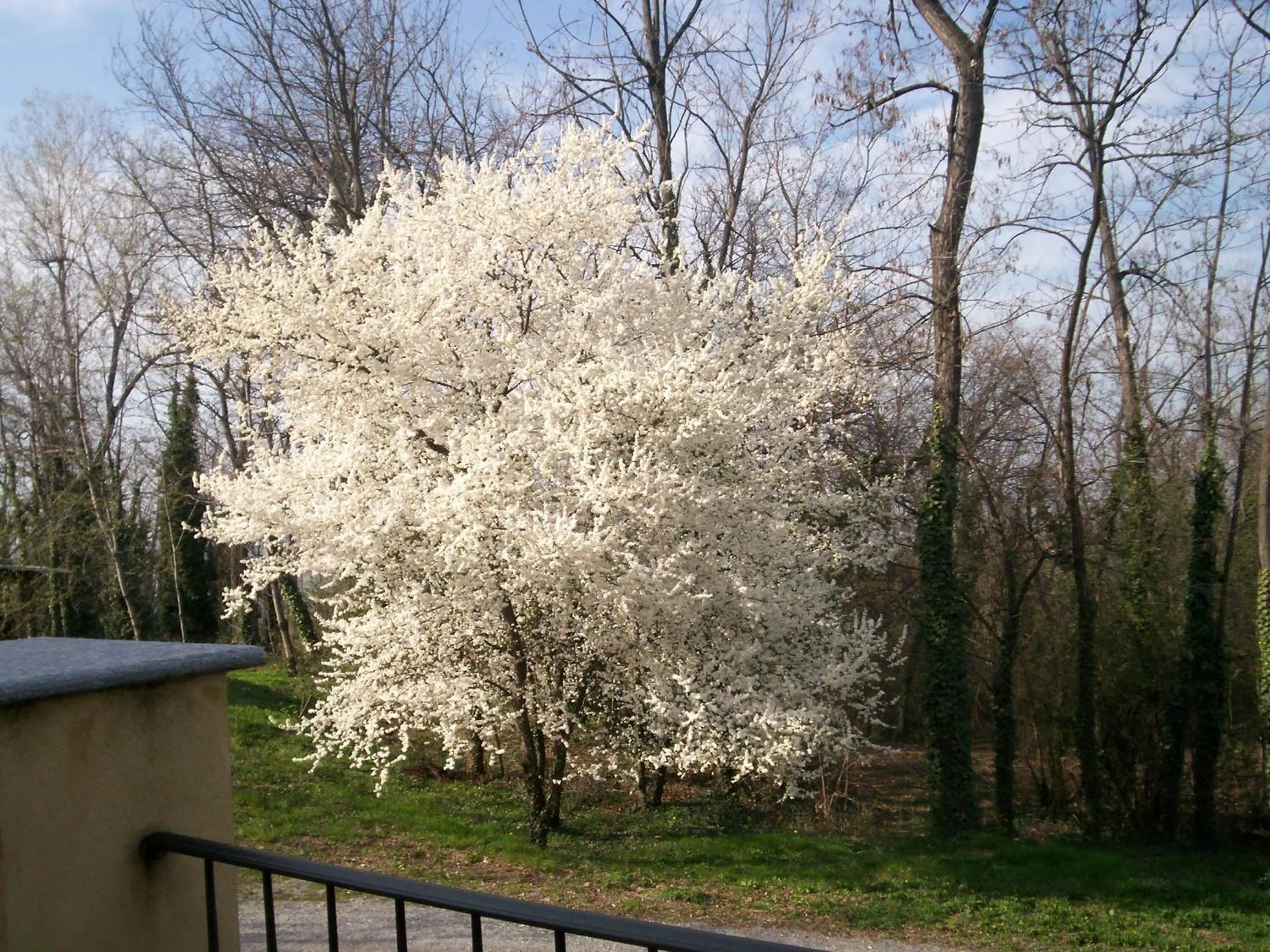 Garden in L'Atelier di Pierflavio Gallina