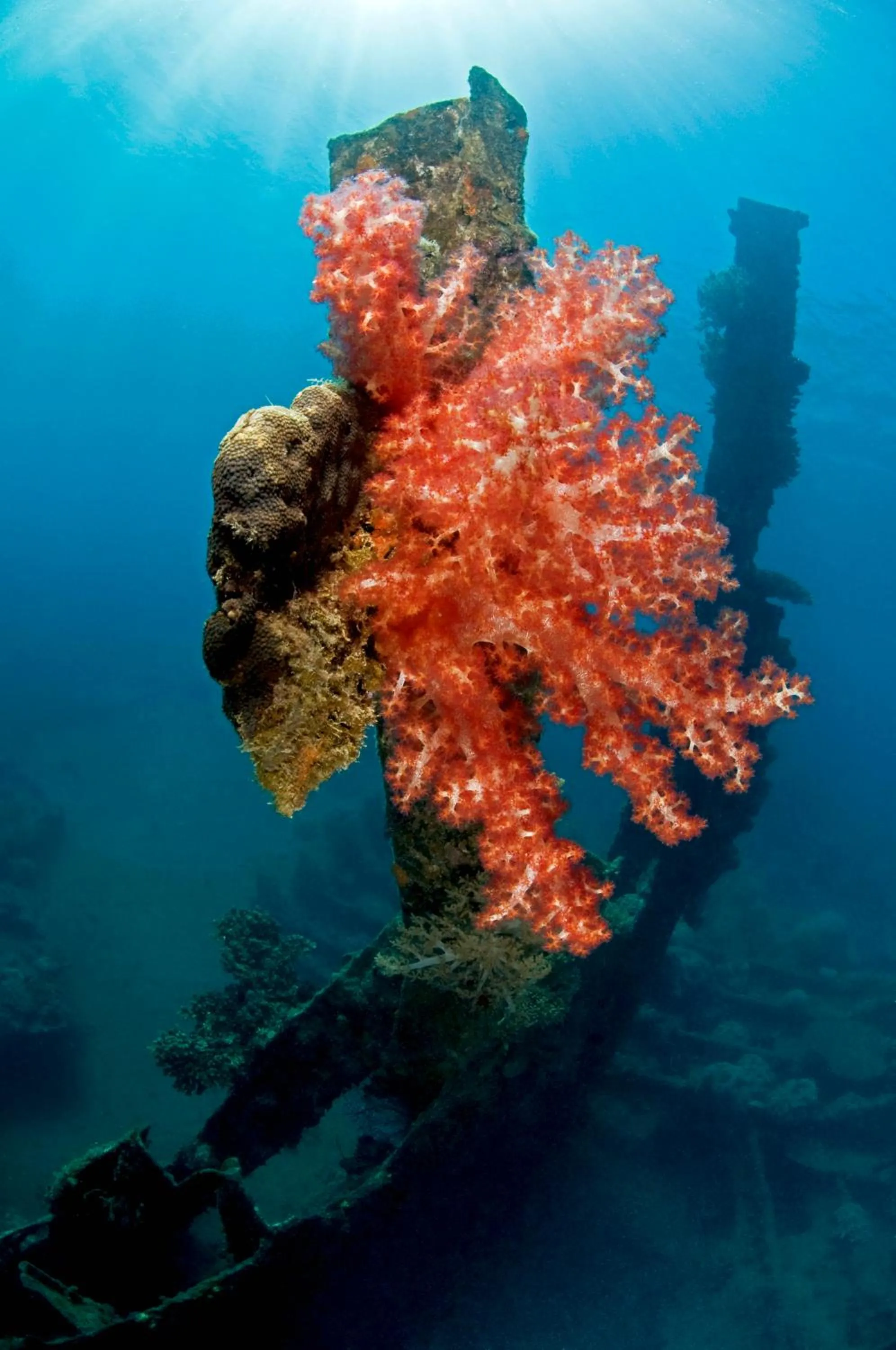 Other in Kura Kura Resort