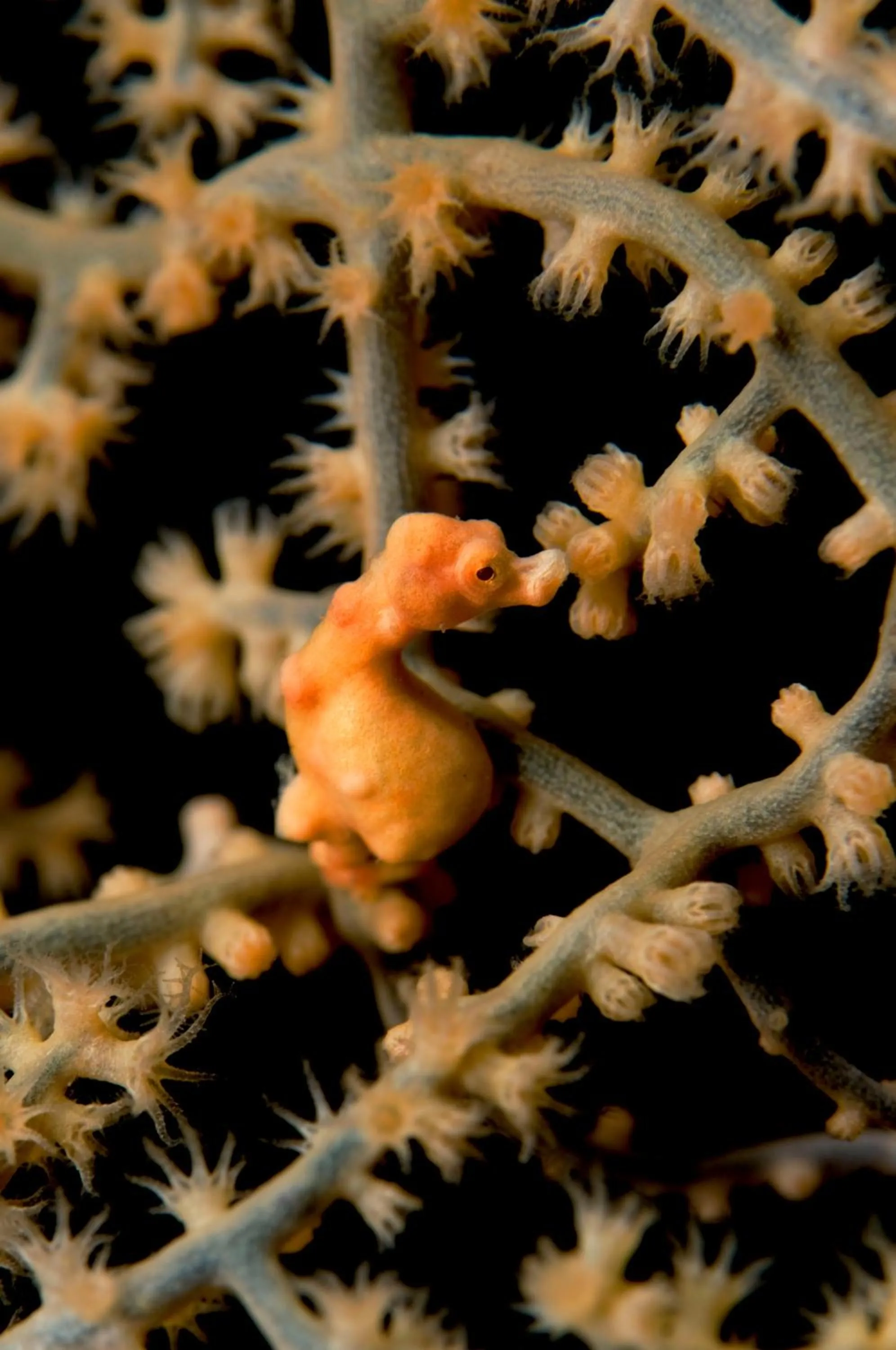 Other in Kura Kura Resort