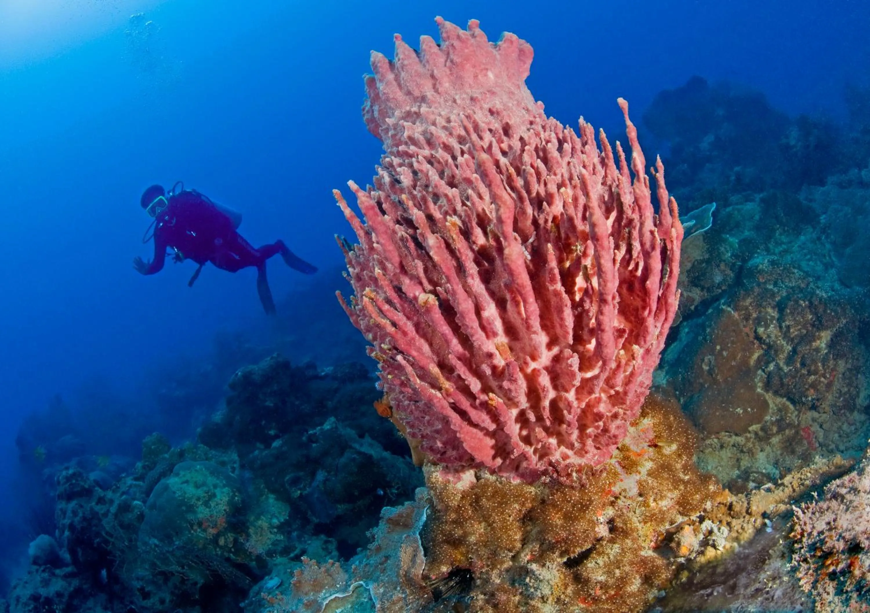 Other in Kura Kura Resort