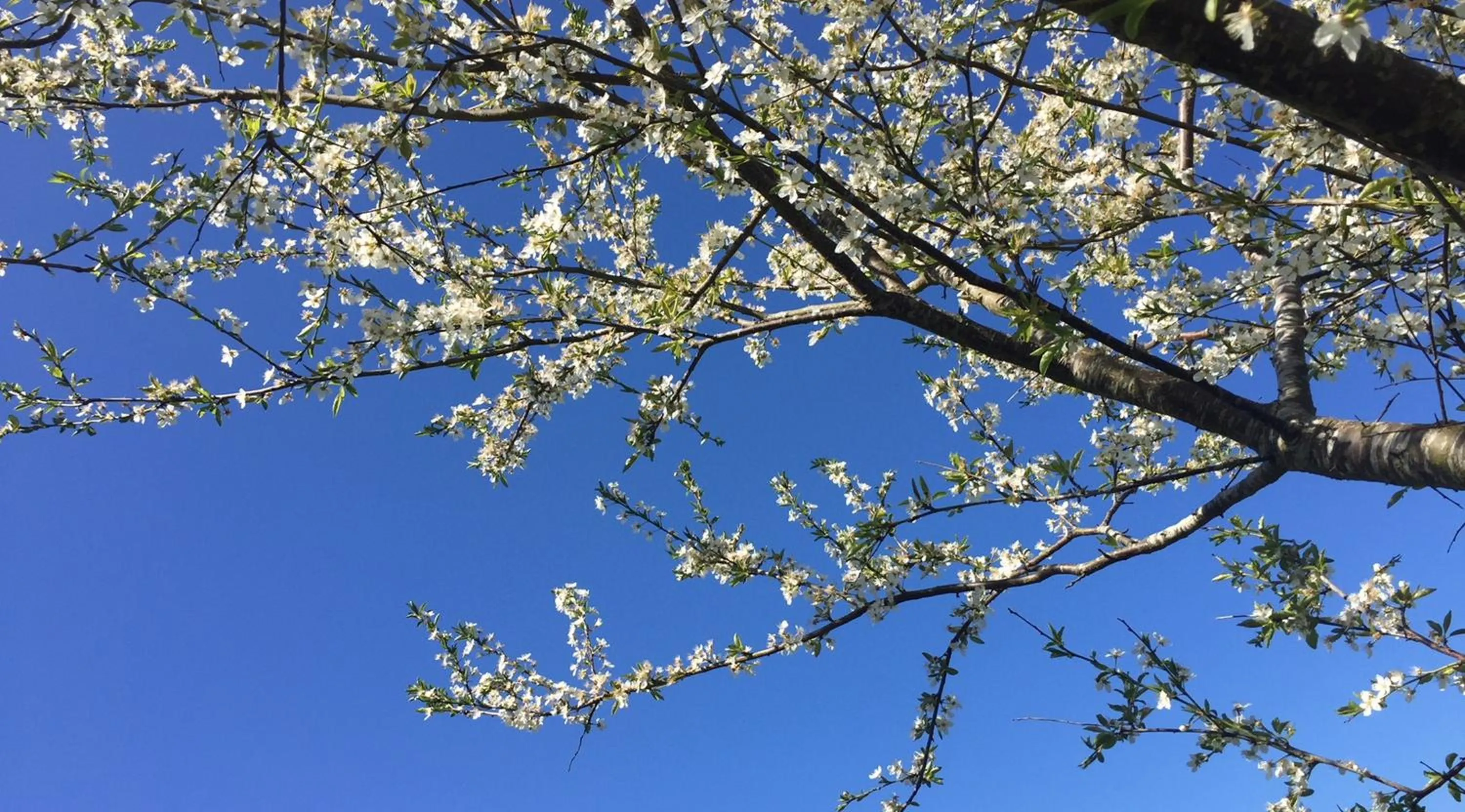 Natural landscape in Hotel Amerika