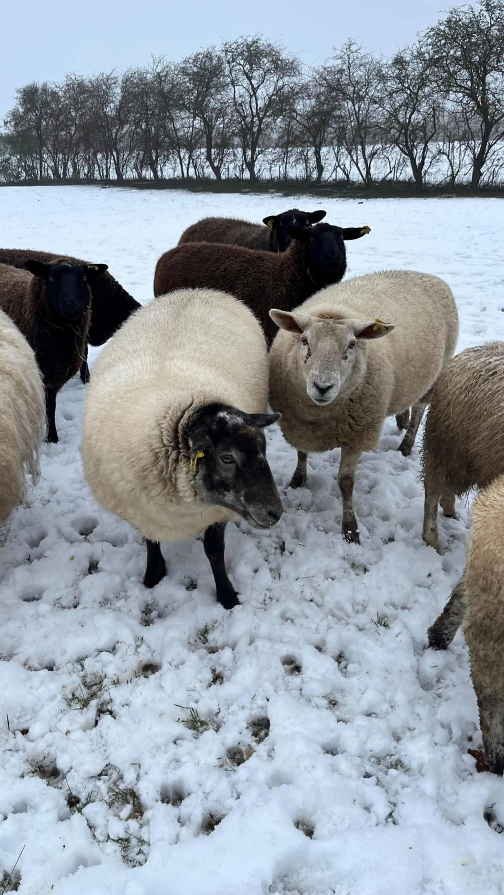 Den Gamle Grænsekro Inn