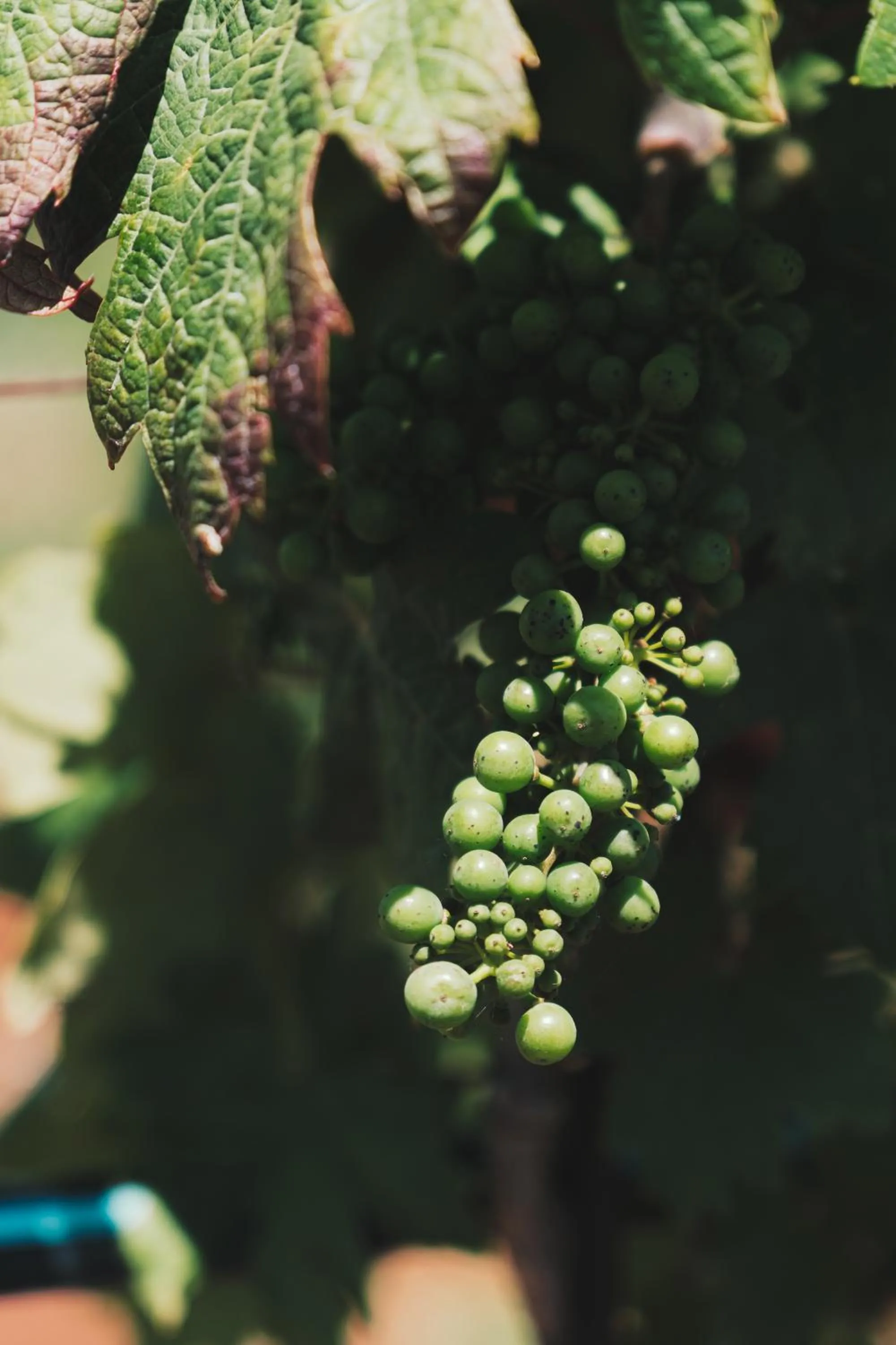 Garden in Masseria Stali, The Originals Relais