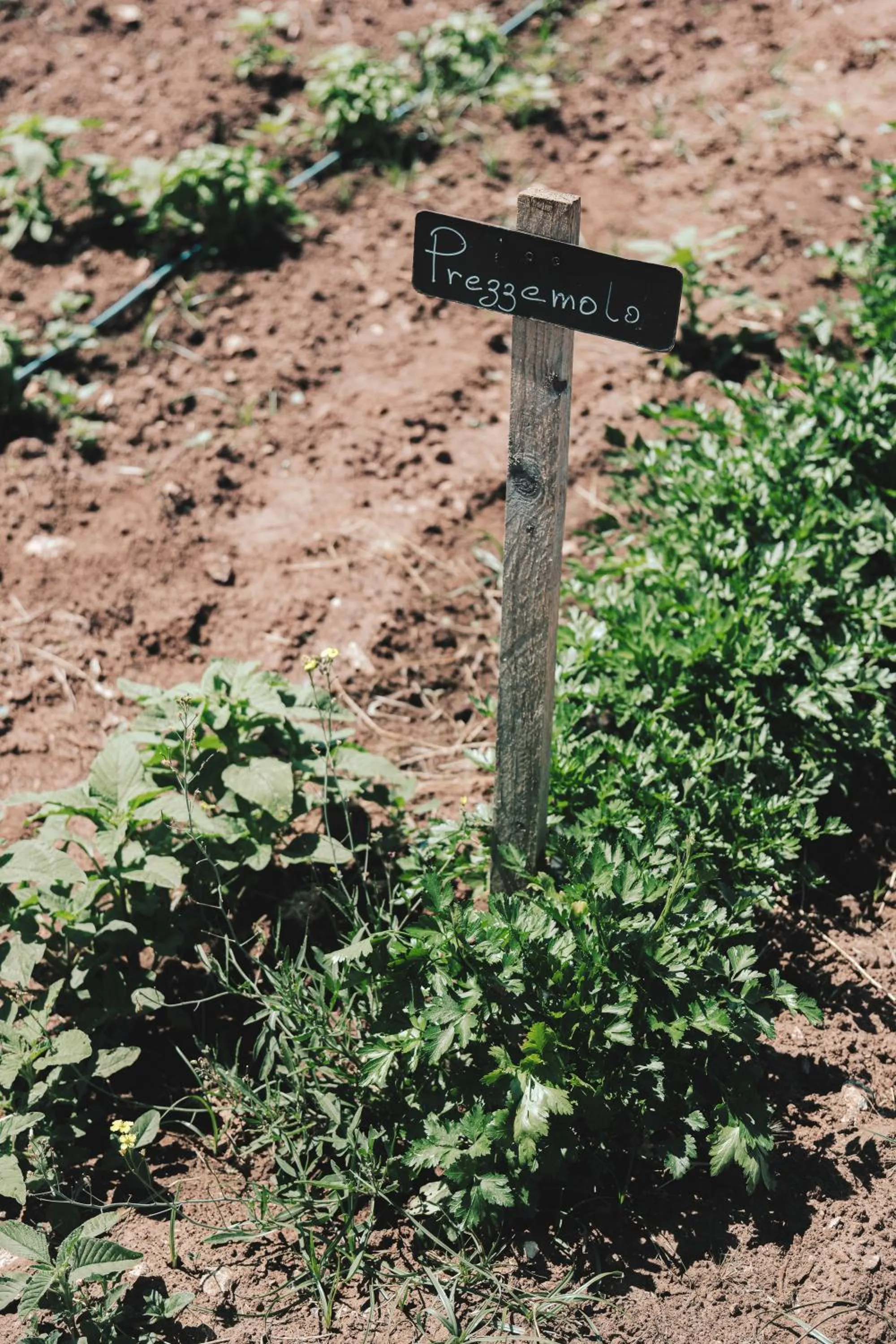 Garden in Masseria Stali, The Originals Relais