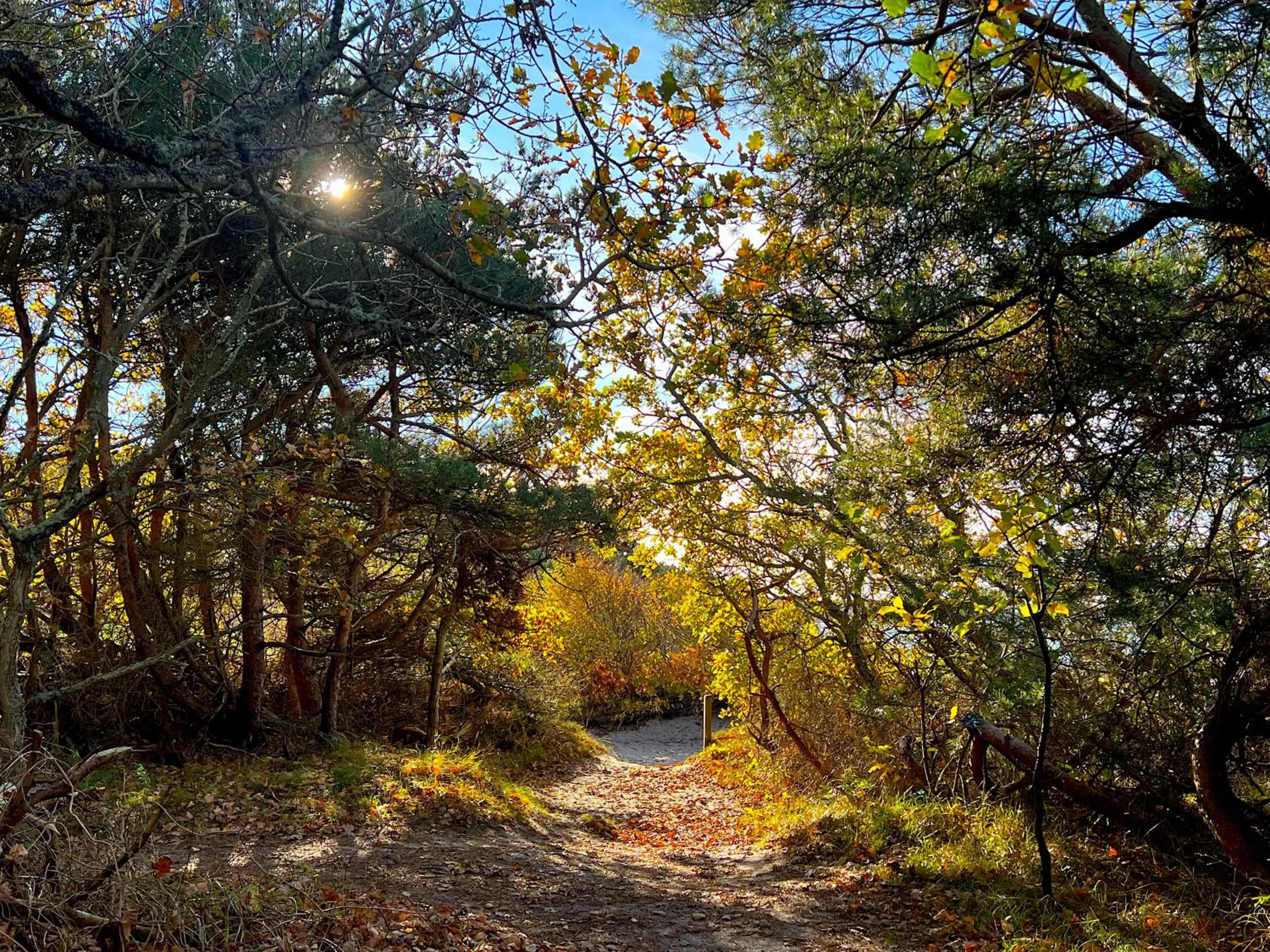 Beach in Hotel Skovly