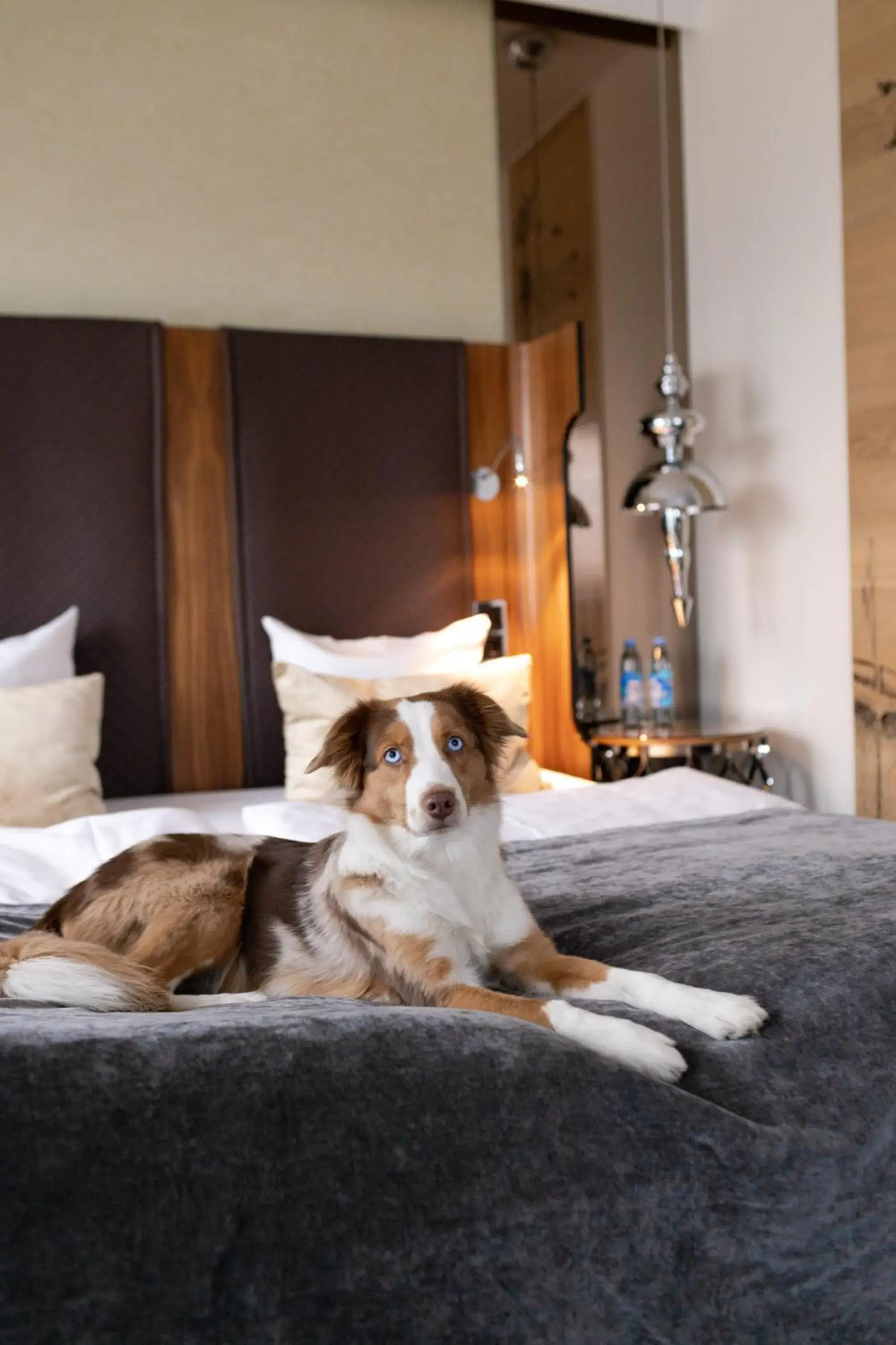 Pets, Bed in Tivoli Hotel Pets, Bed in Tivoli Hotel