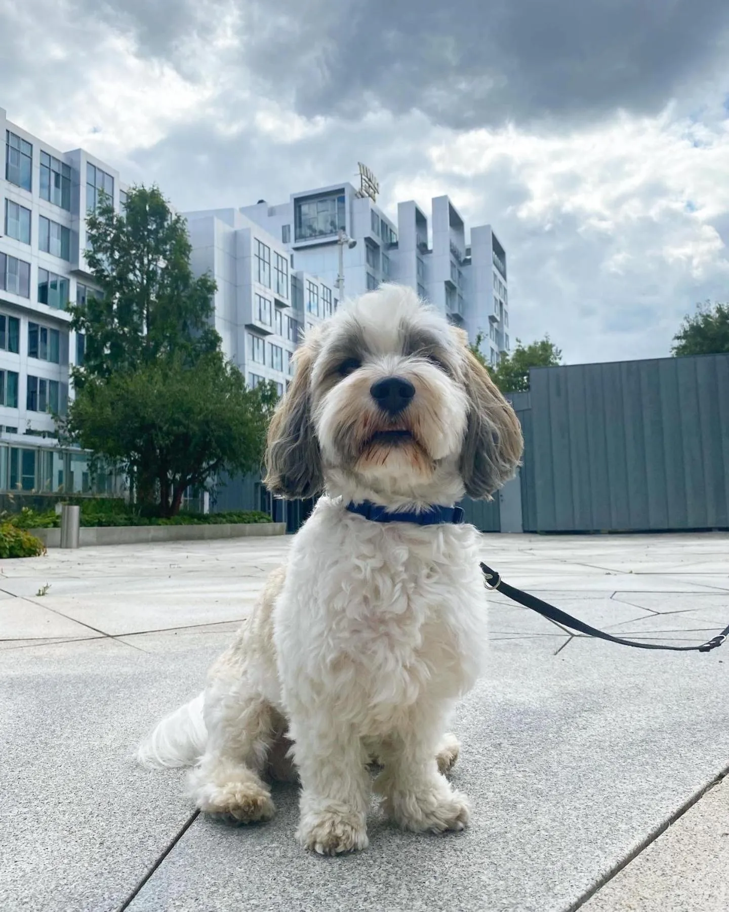 Pets in Tivoli Hotel