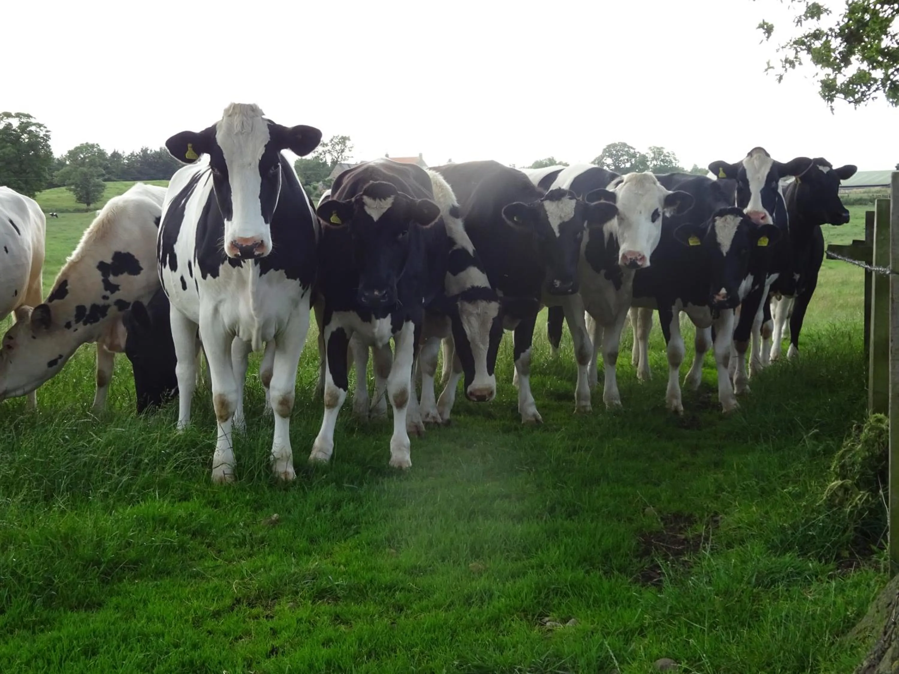 Animals in Chequers Inn