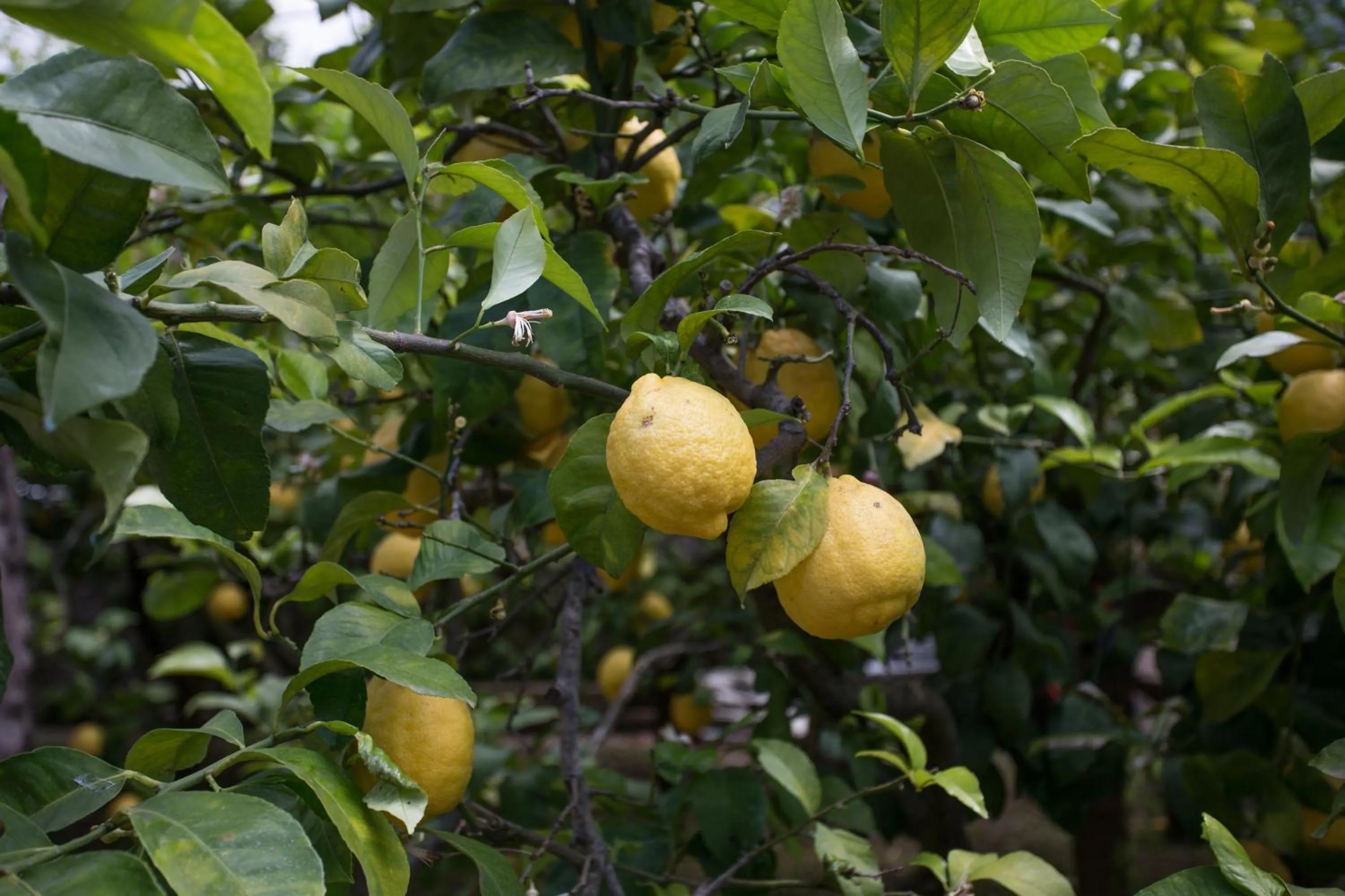 Decorative detail in Relais Villa Anna
