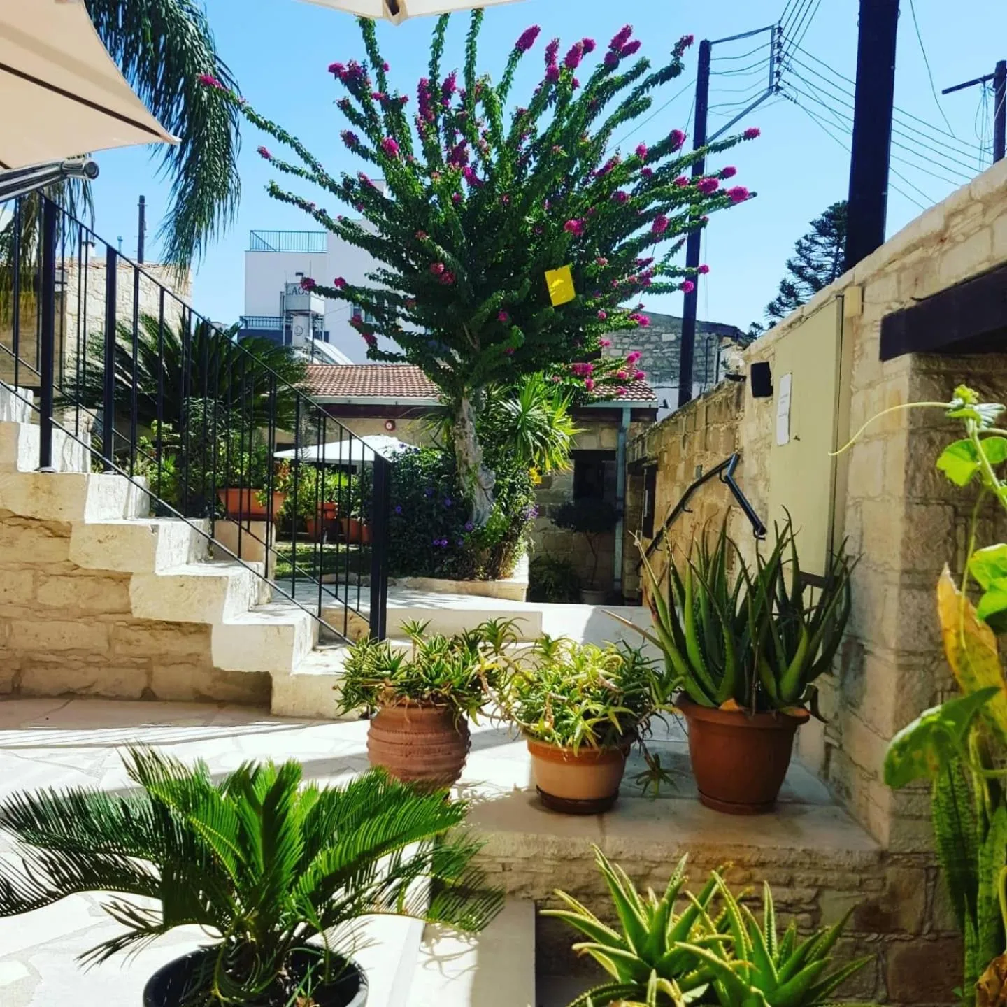 Garden view in Niki's House