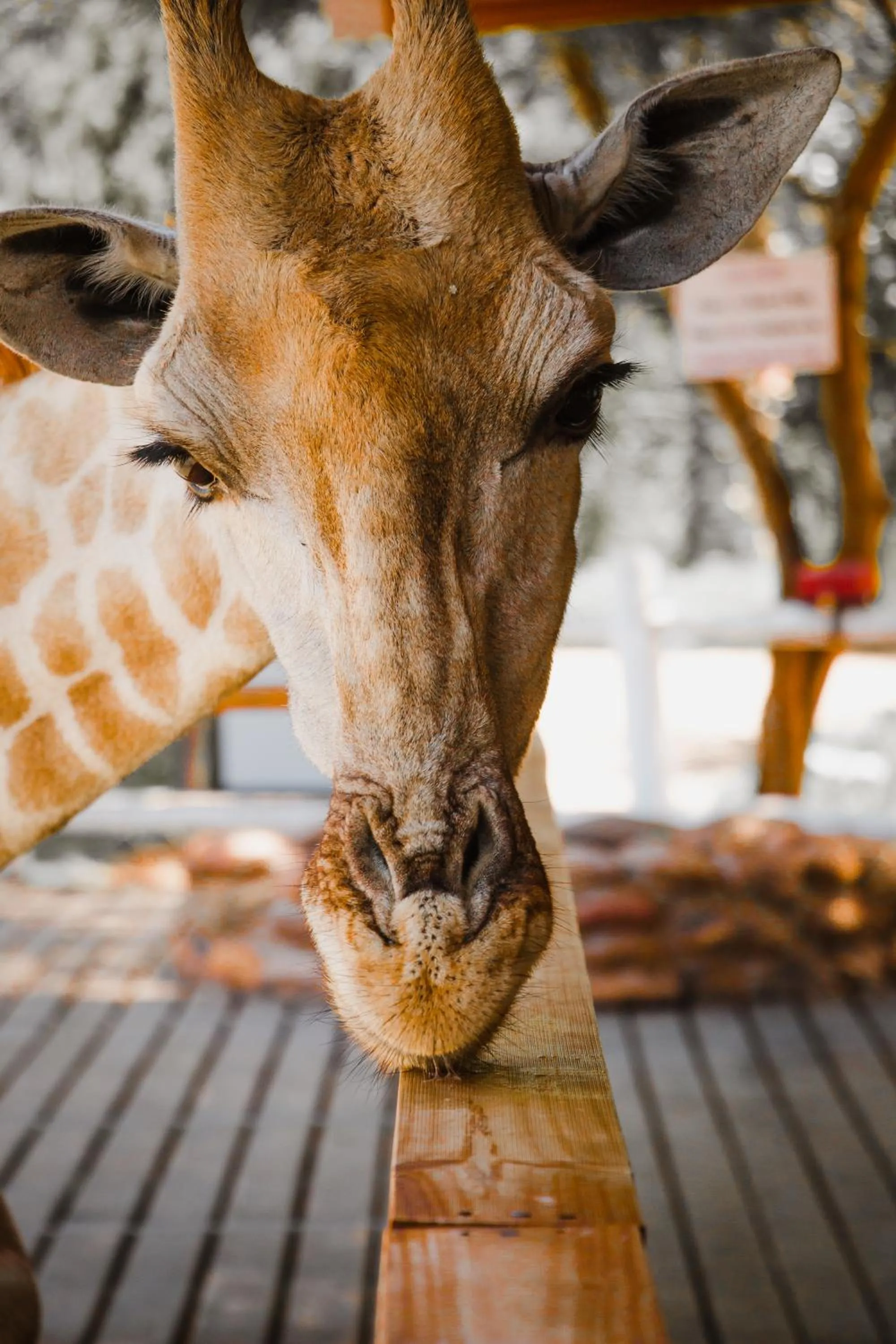 Chandelier Game Lodge