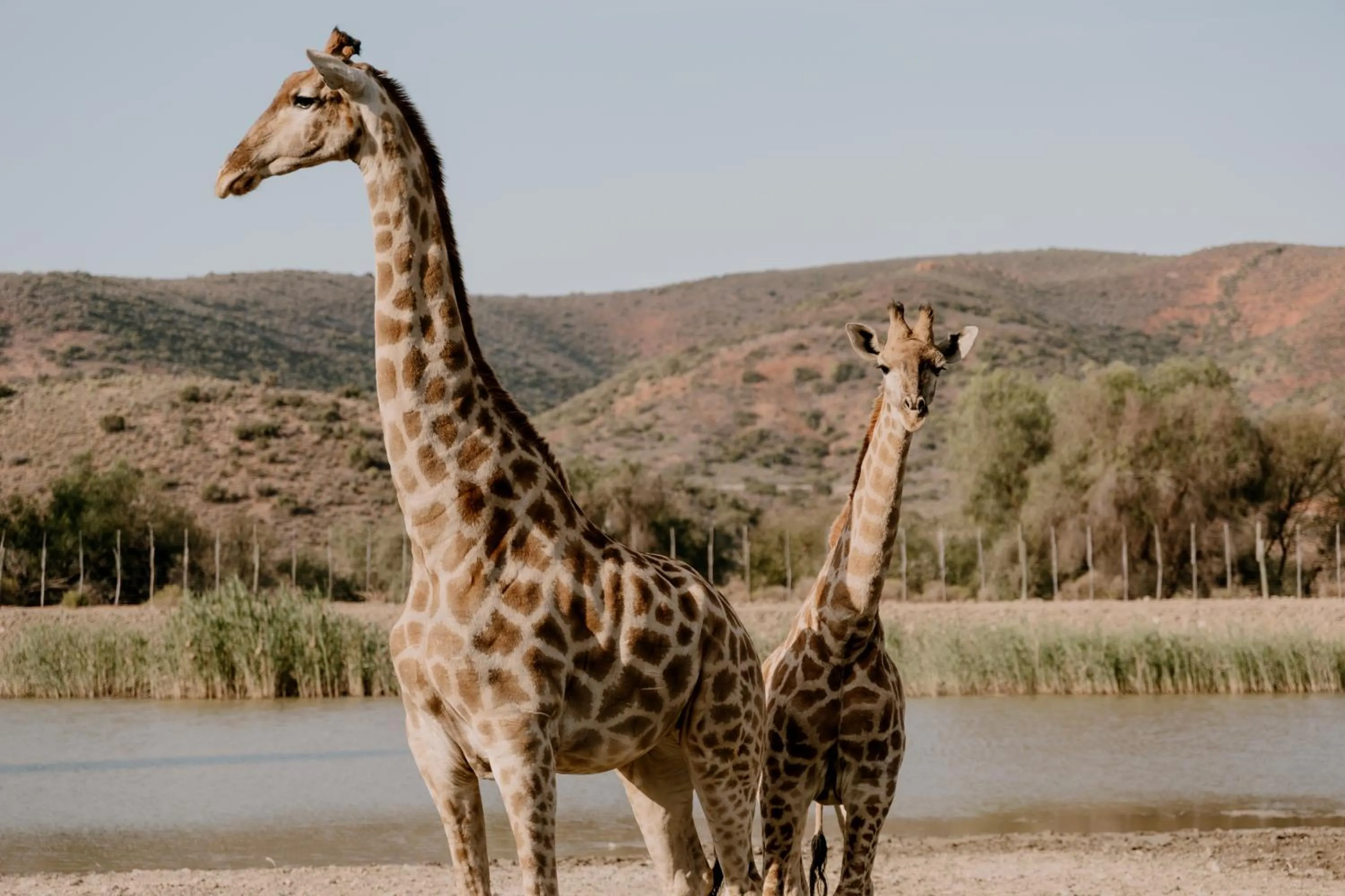 Property building in Chandelier Game Lodge