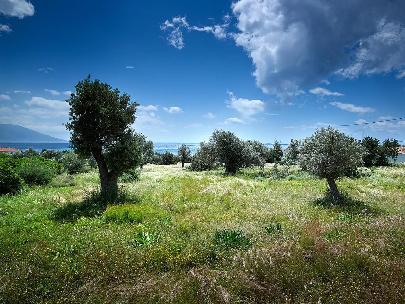 Garden view in Hotel Ledra