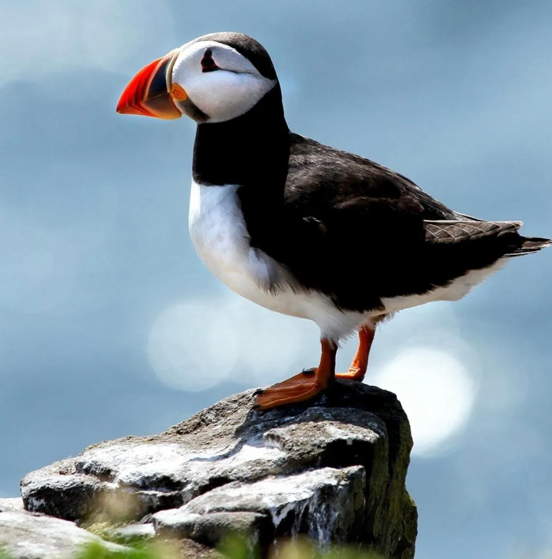 Activities in Thon Partner Hotel Andrikken