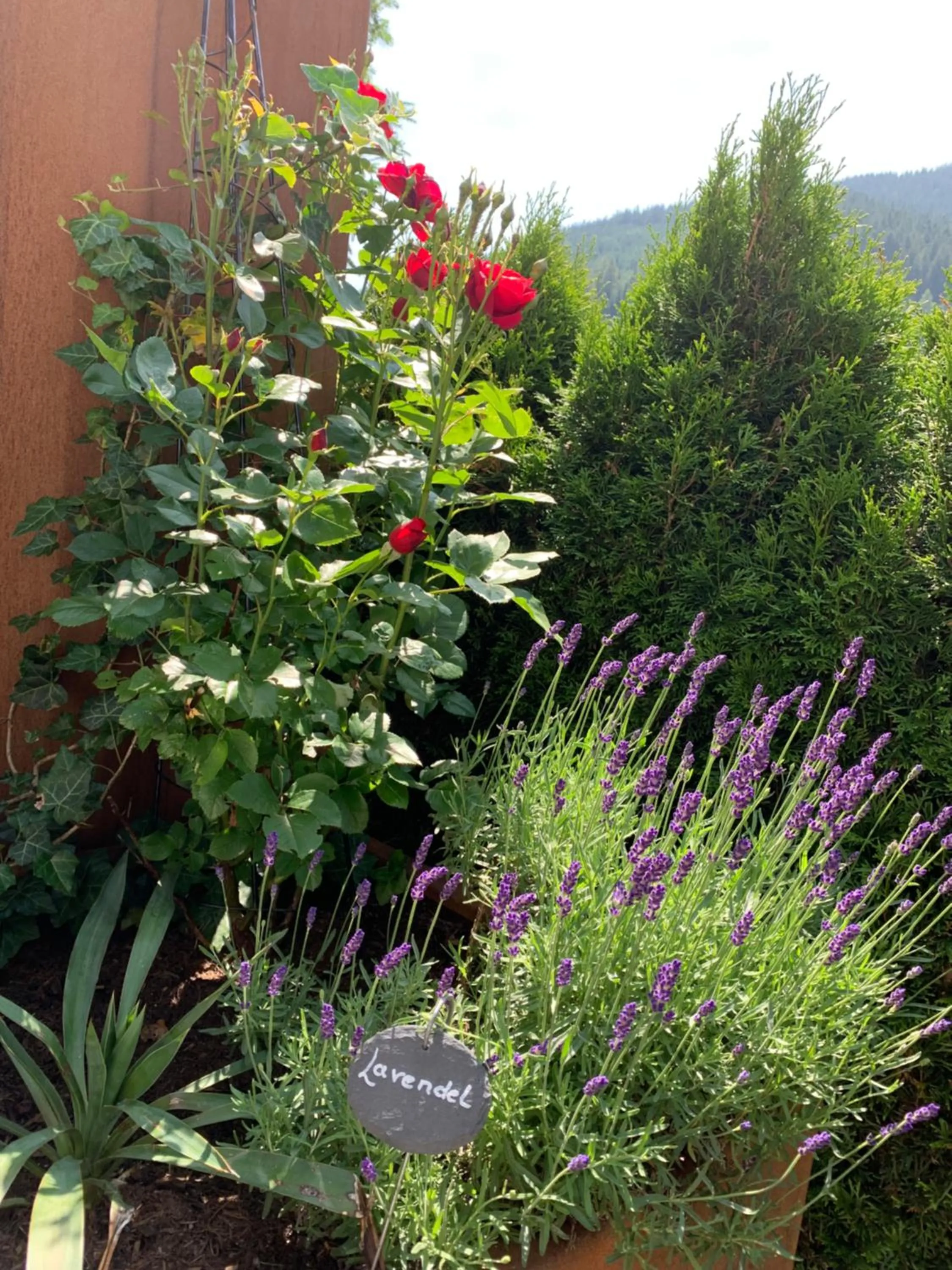 Natural landscape in Die Filzmooserin - Apartments in Filzmoos, Filzmoos Card inklusive